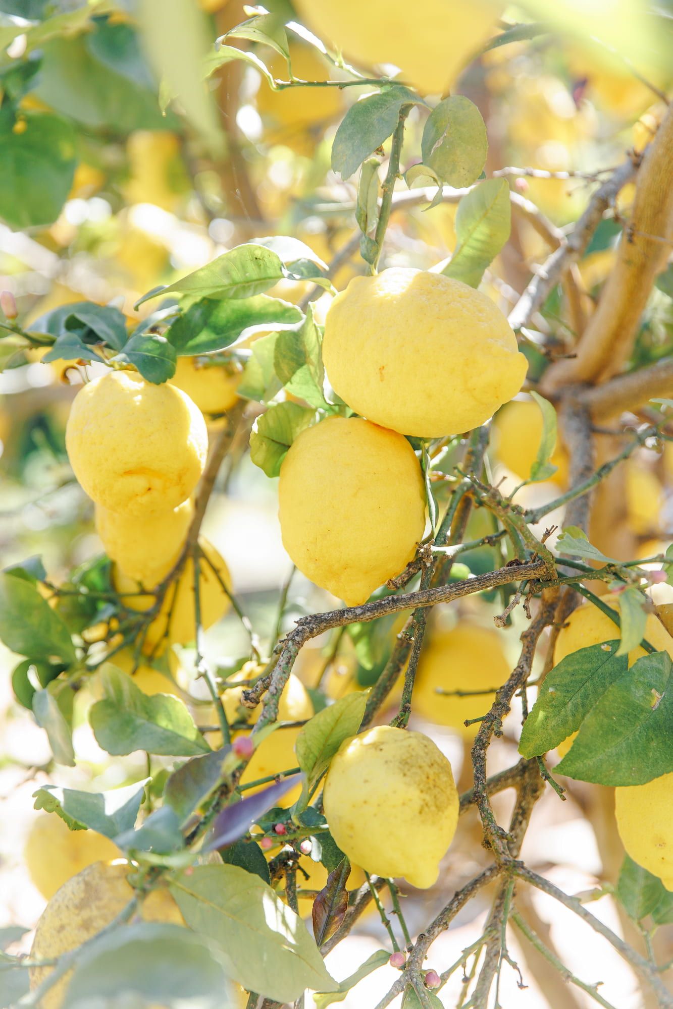 Ripe yellow lemons hanging on a sunlit lemon tree with green leaves and branches.