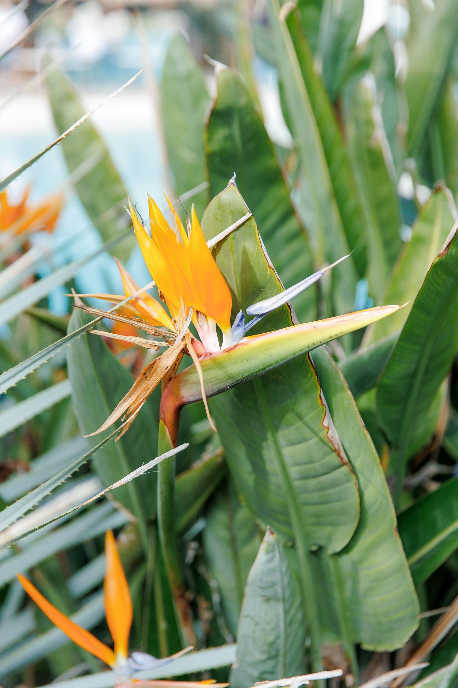 Vibrant bird of paradise flower with orange and blue blooms surrounded by large green tropical leaves.