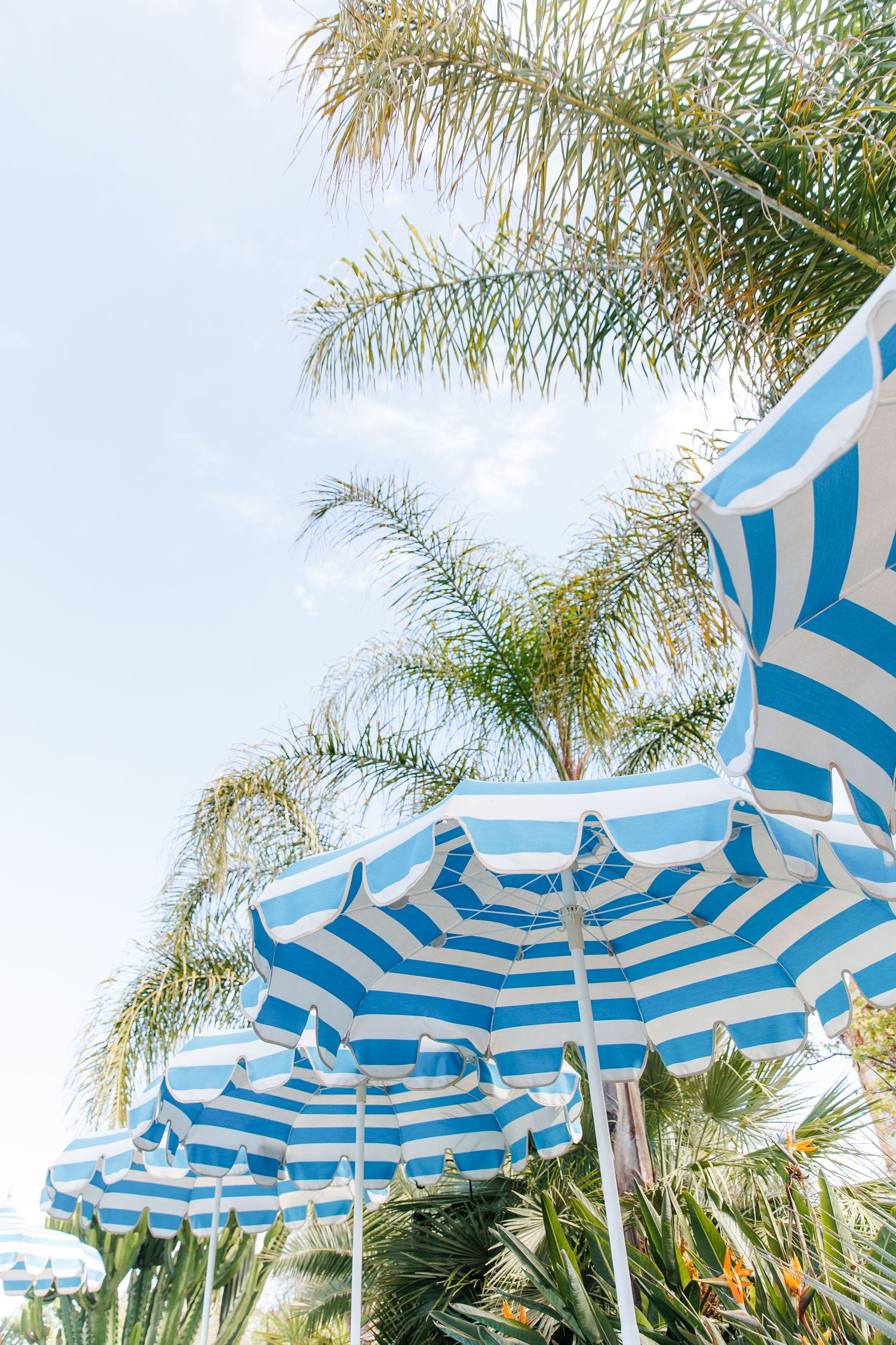 Striped blue and white umbrellas and palm trees by the pool.