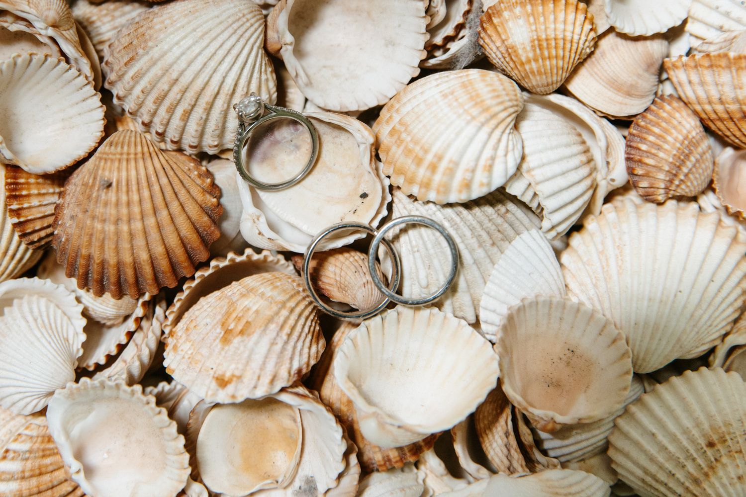 Two wedding rings resting on a collection of natural white and tan scallop seashells | Wedding Photographer Barcelona | Spain Wedding Venue