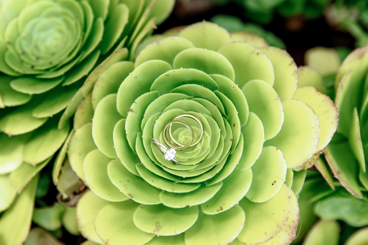 Wedding rings an the green flower