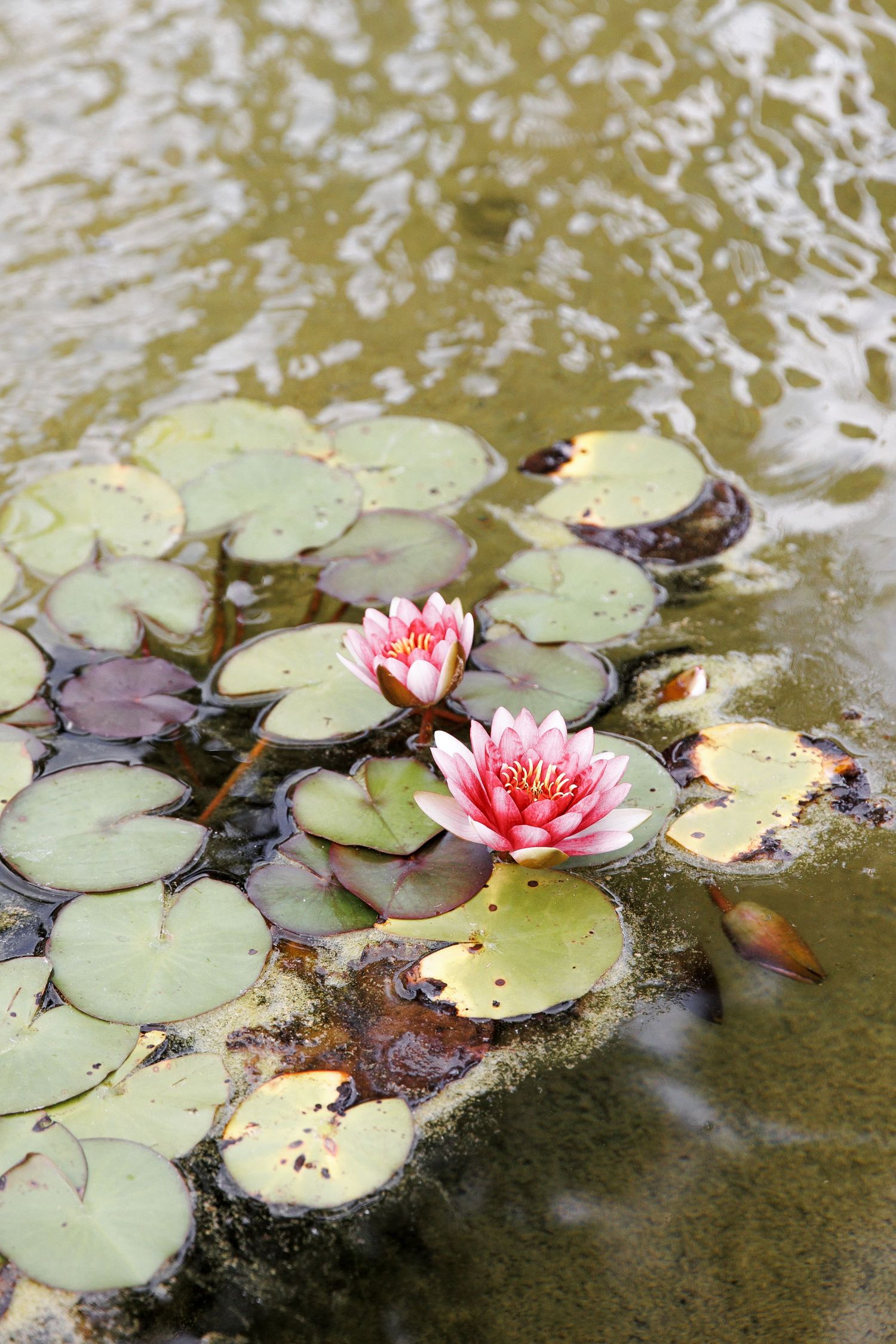 Flower of the lily in the pond
