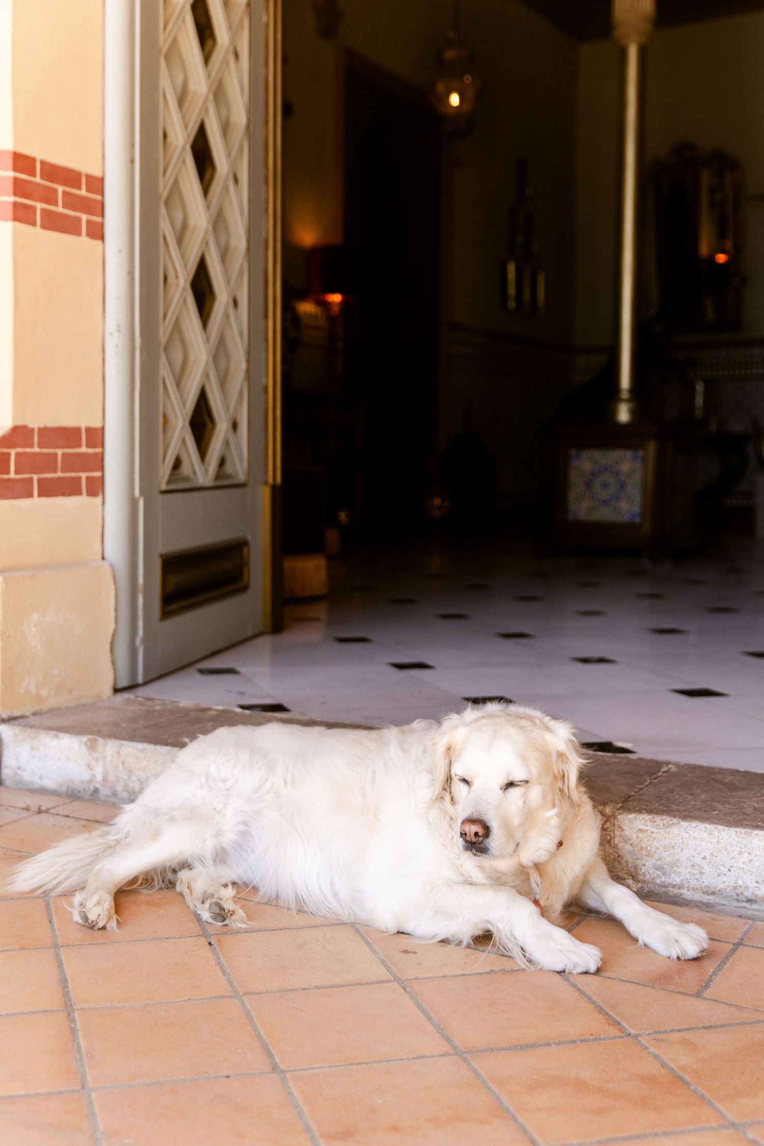 The white dog is chilling under the sun in front of the open door.