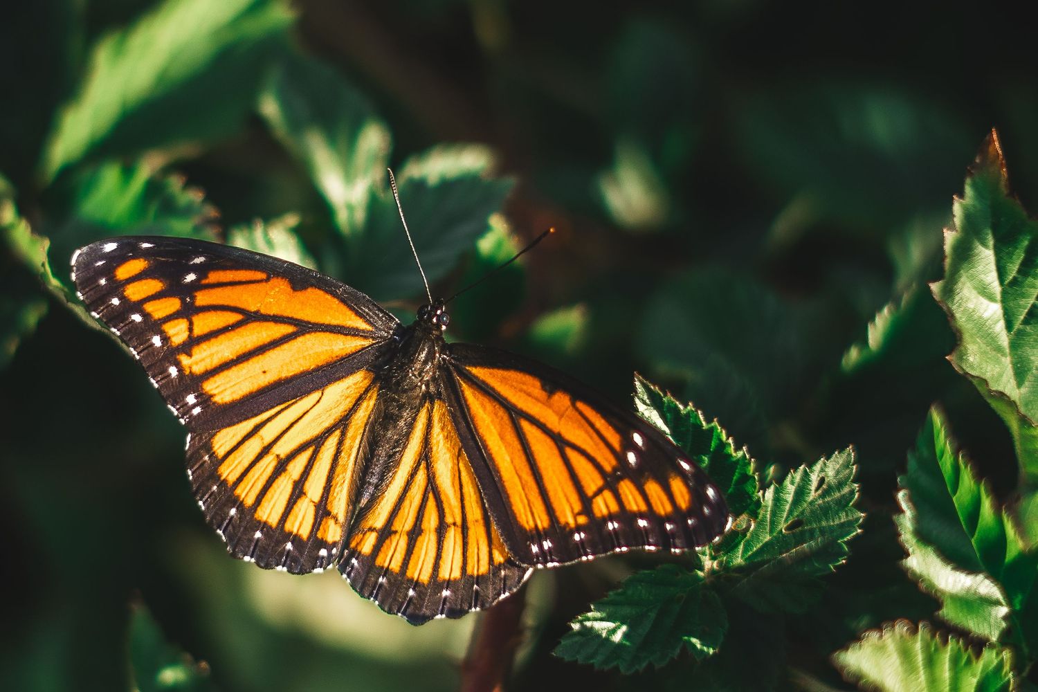 Monarch butterfly perched on green leaves in soft light, fine art wildlife photography print