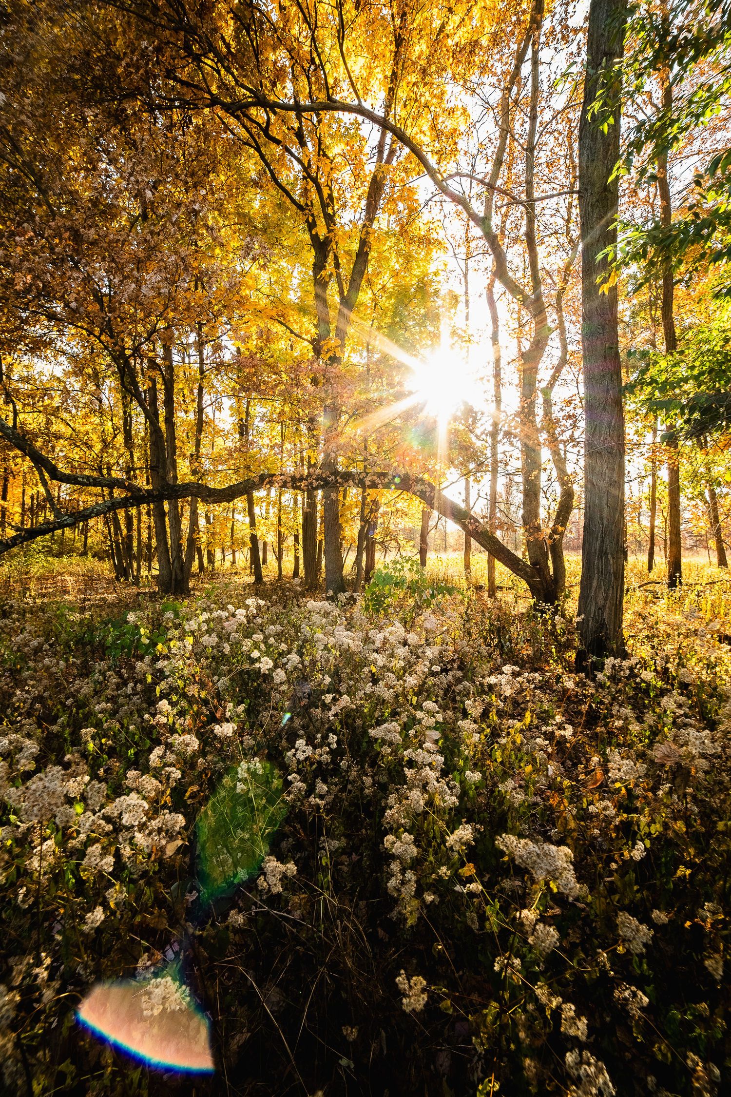 Golden autumn forest with sunburst streaming through trees, fine art nature photography print