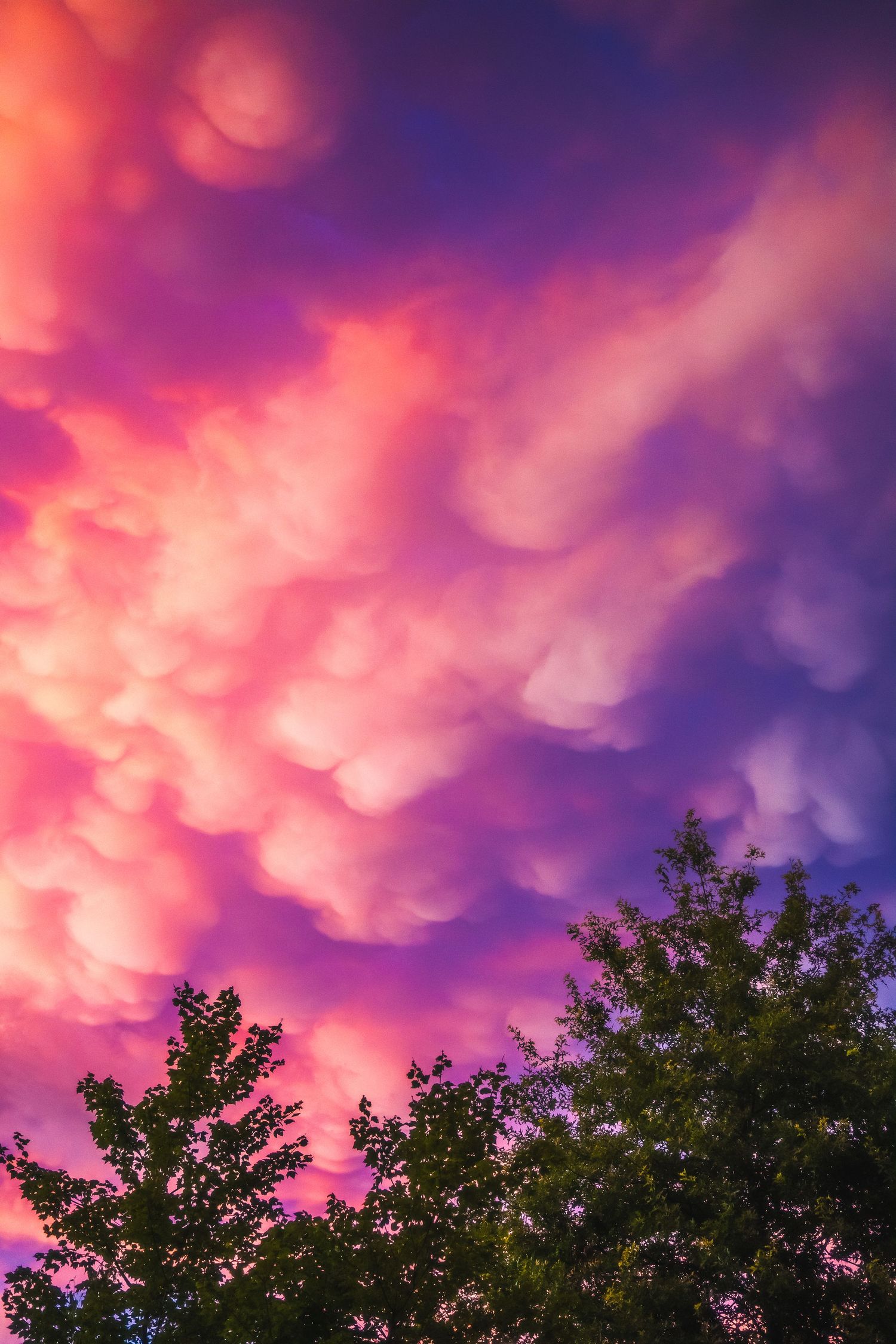Pink mammatus clouds at sunset with dramatic purple sky, fine art sky photography print
