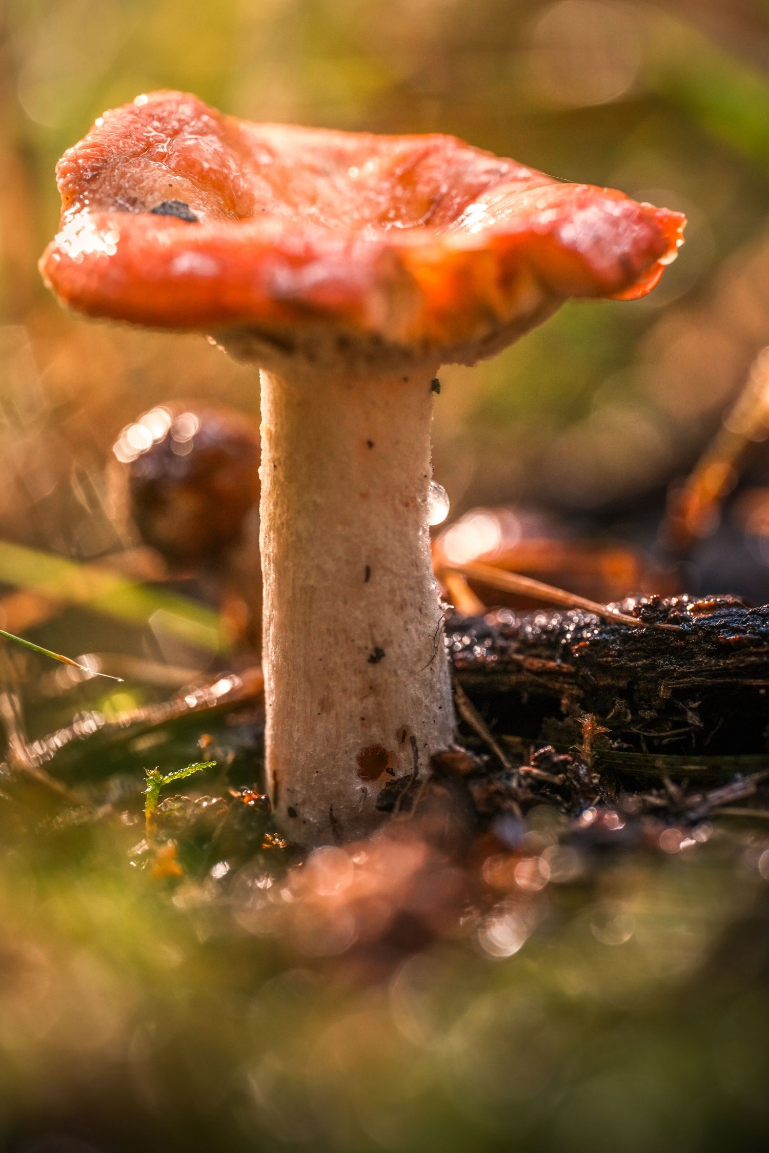 Orange mushroom macro on mossy forest floor, fine art nature photography print