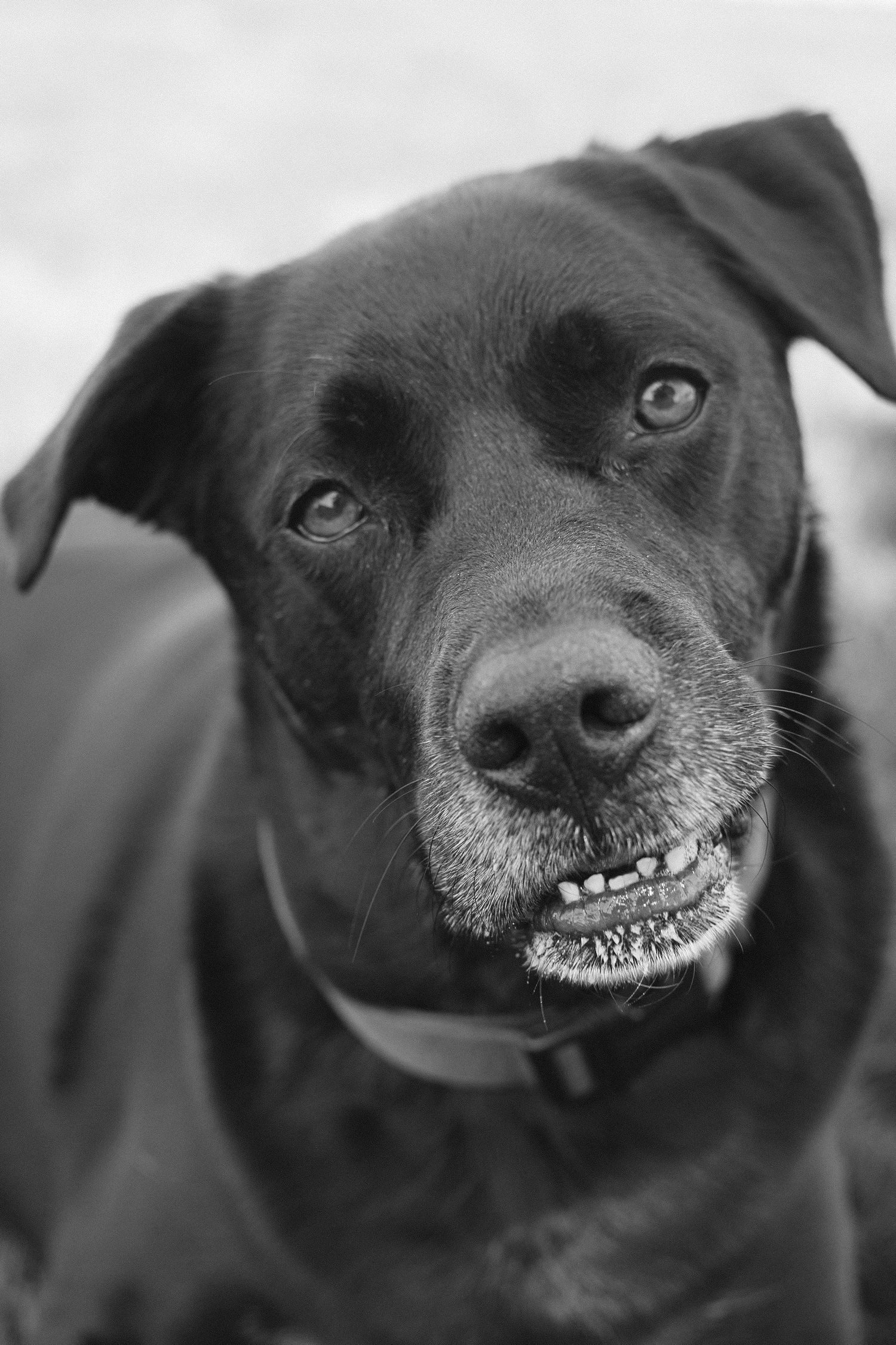 Close-up sequence of a black dog's smiling face showing teeth in black and white photography.