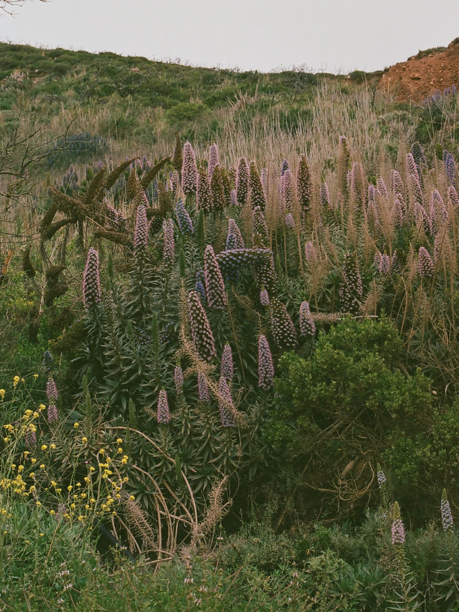 Purple lupine wildflowers bloom abundantly on a hillside in natural landscape.