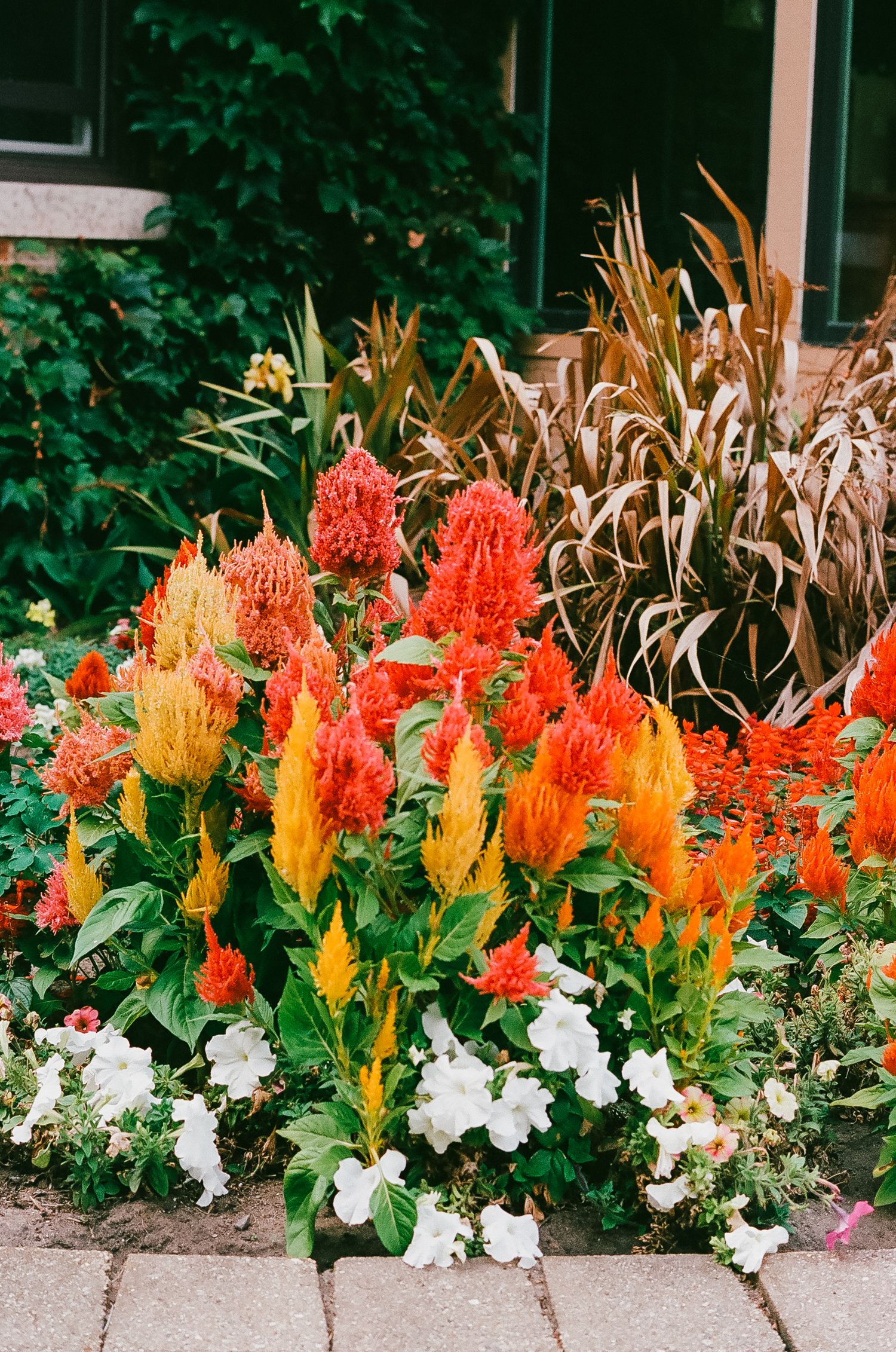 Vibrant garden bed with orange, red and white flowers blooming along a stone border.
