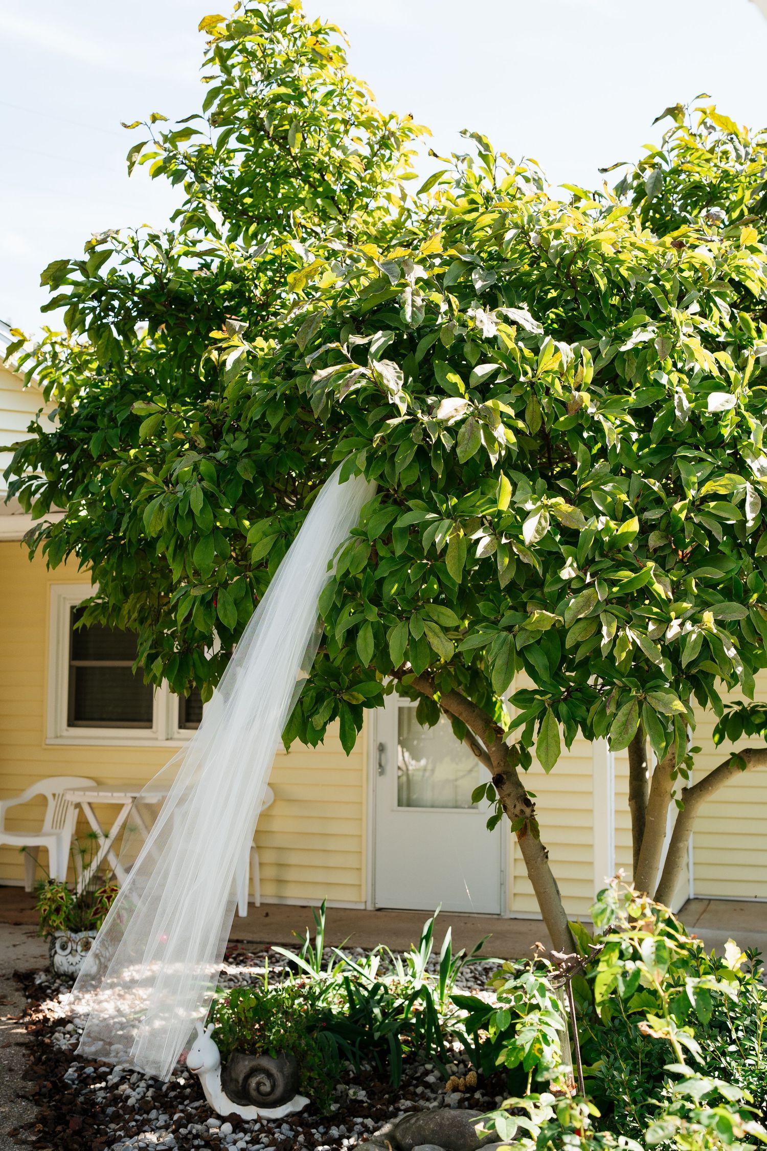 Wedding veil hanging from tree branches against yellow house exterior.