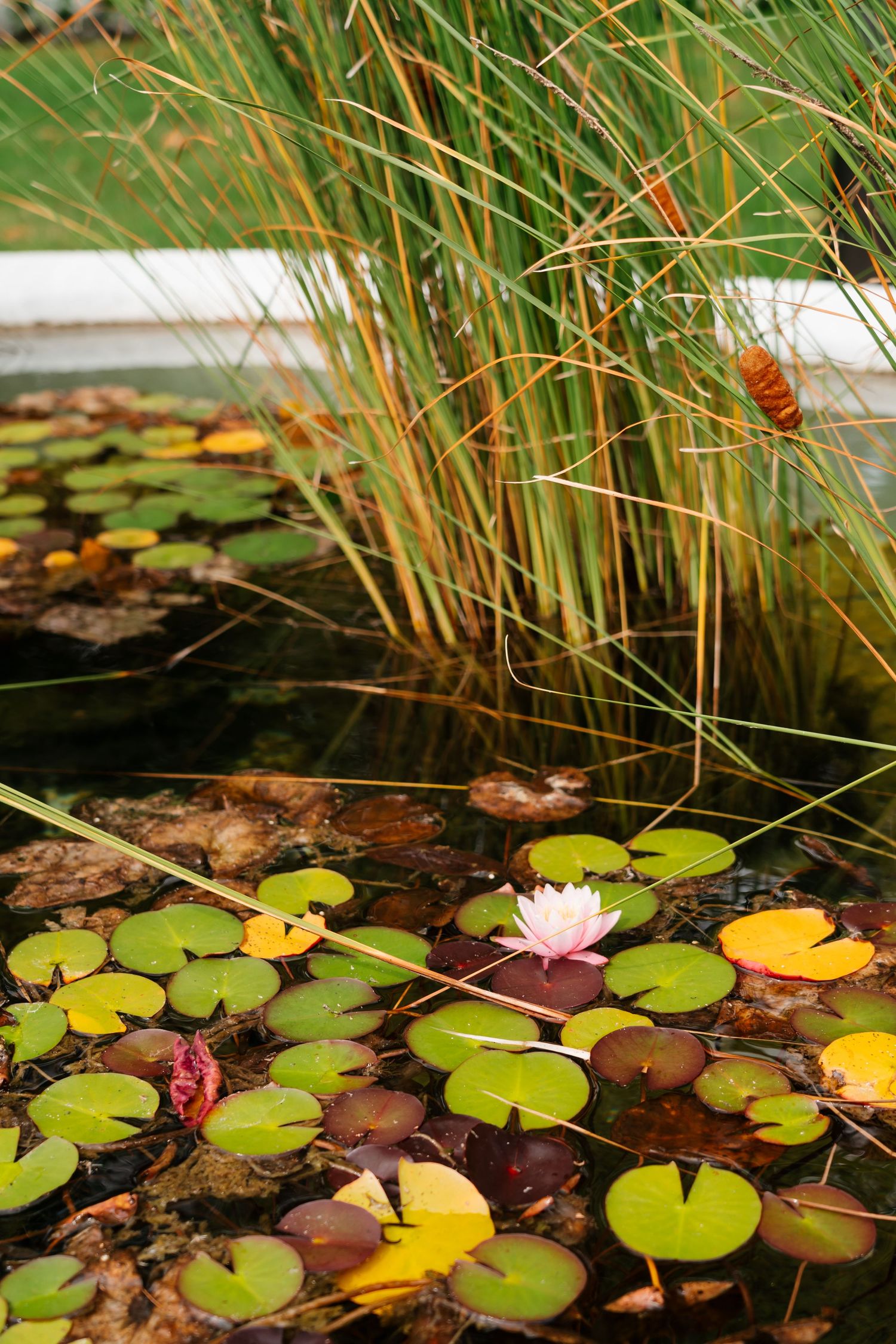Close-up of lily pads and flowers floating on tranquil pond water.
