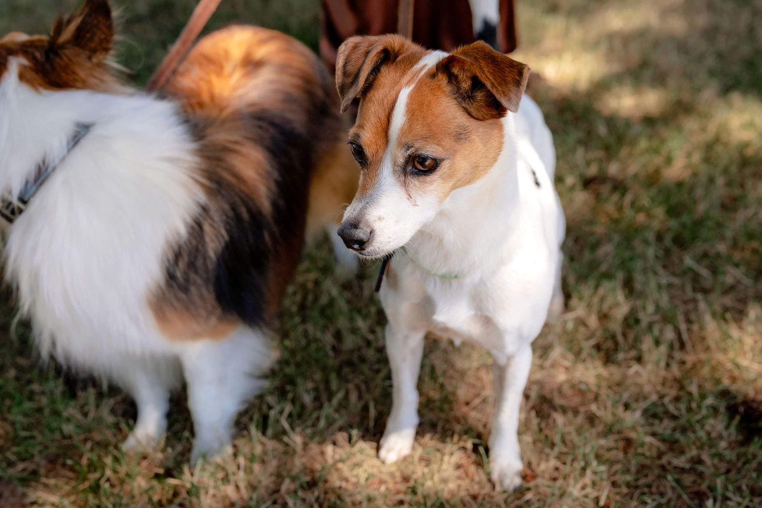 Two small dogs, a Papillon and a Jack Russell Terrier, stand together on dry grass outdoors.
