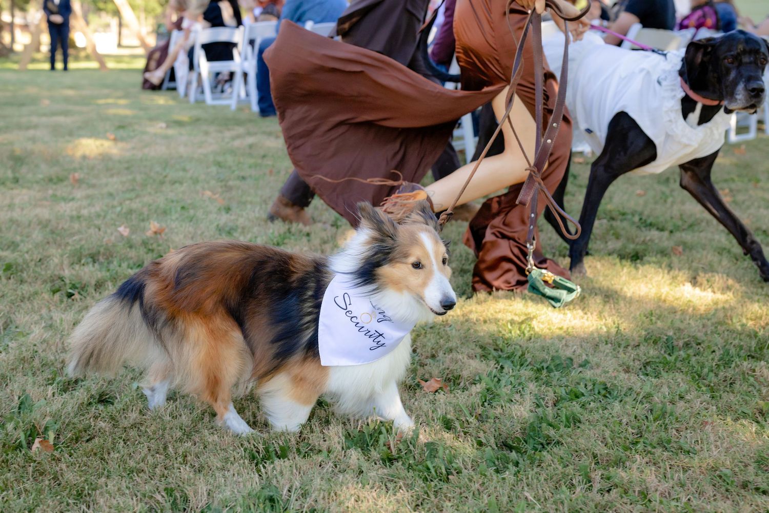 A Sheltie dog wearing a bandana trots across the grass at an outdoor wedding ceremony with guests nearby.