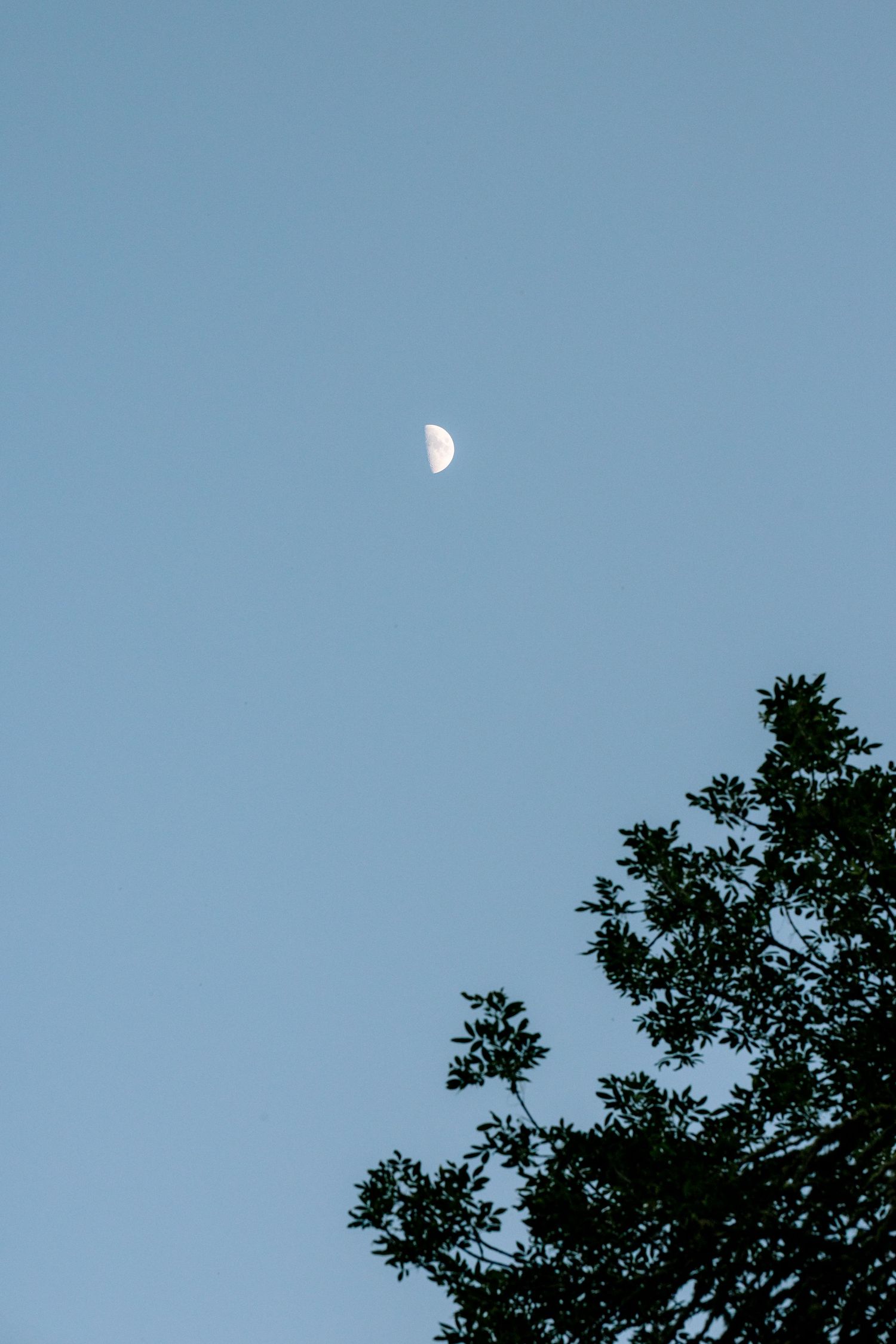 Half moon visible in clear blue sky above silhouetted tree branches at dusk.