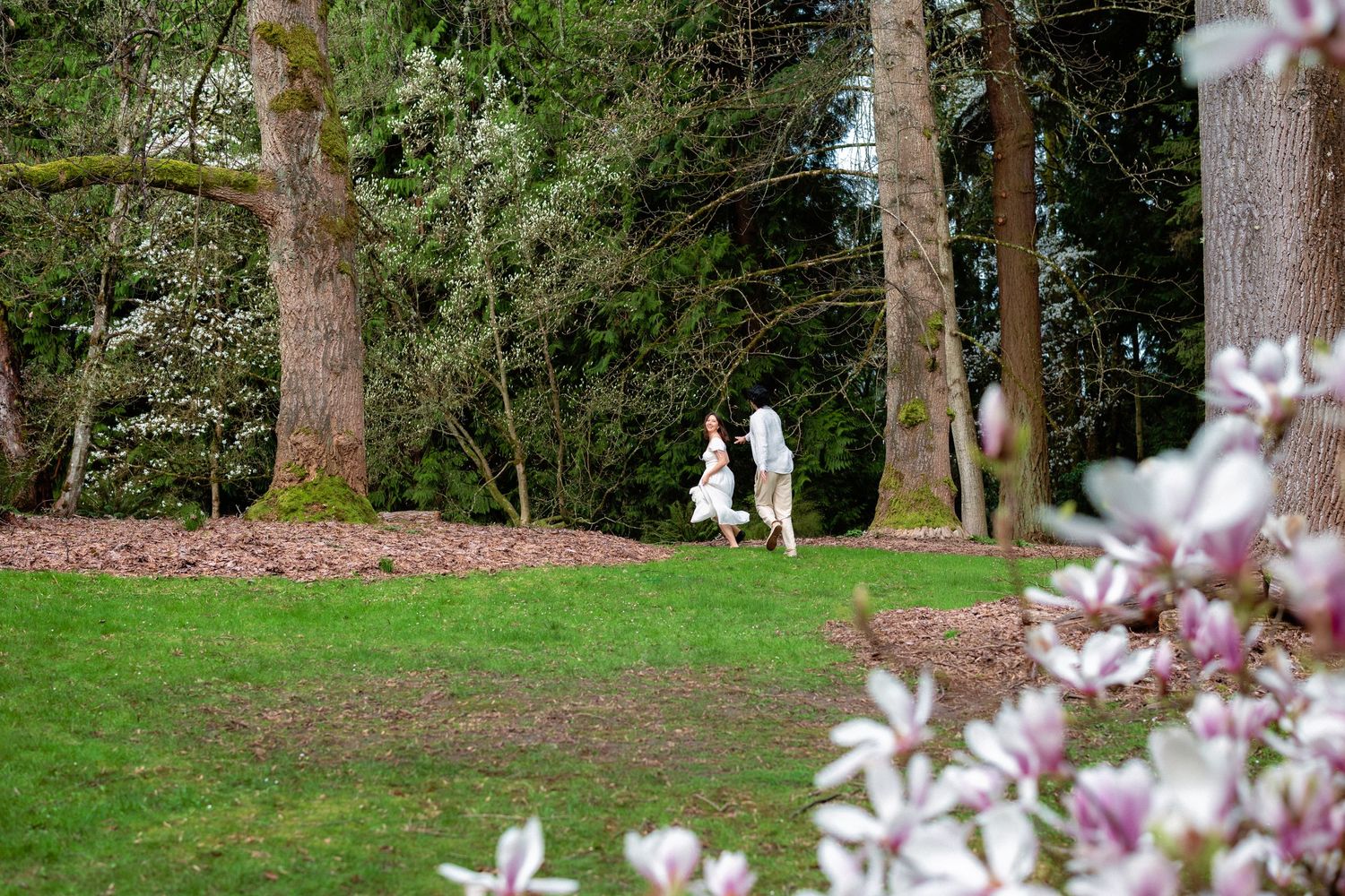Blooming cherry blossom trees line a grassy path in a serene garden landscape.