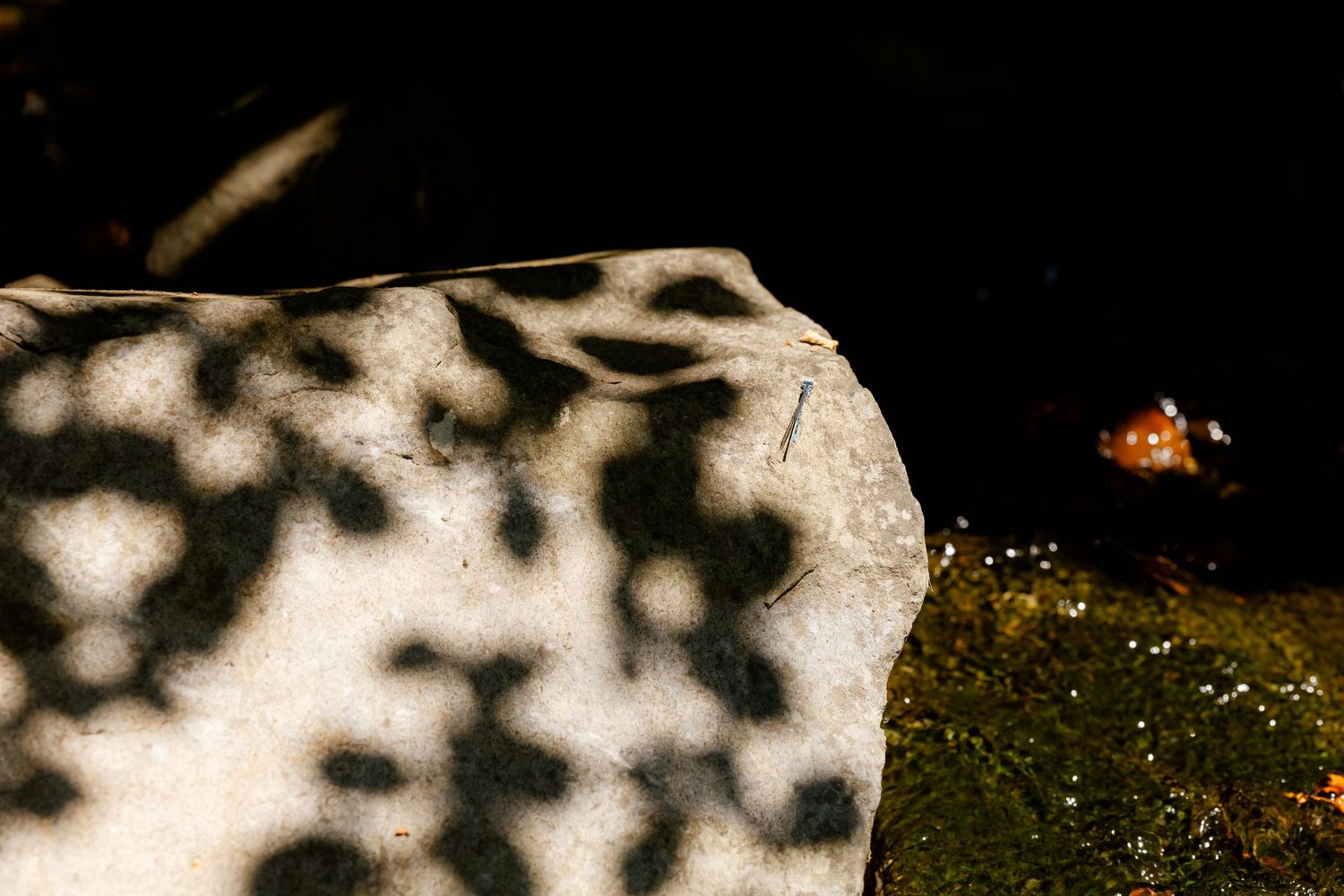 Close-up of a white rock with dark shadow patterns, moss, and a small orange insect in a dark natural setting.