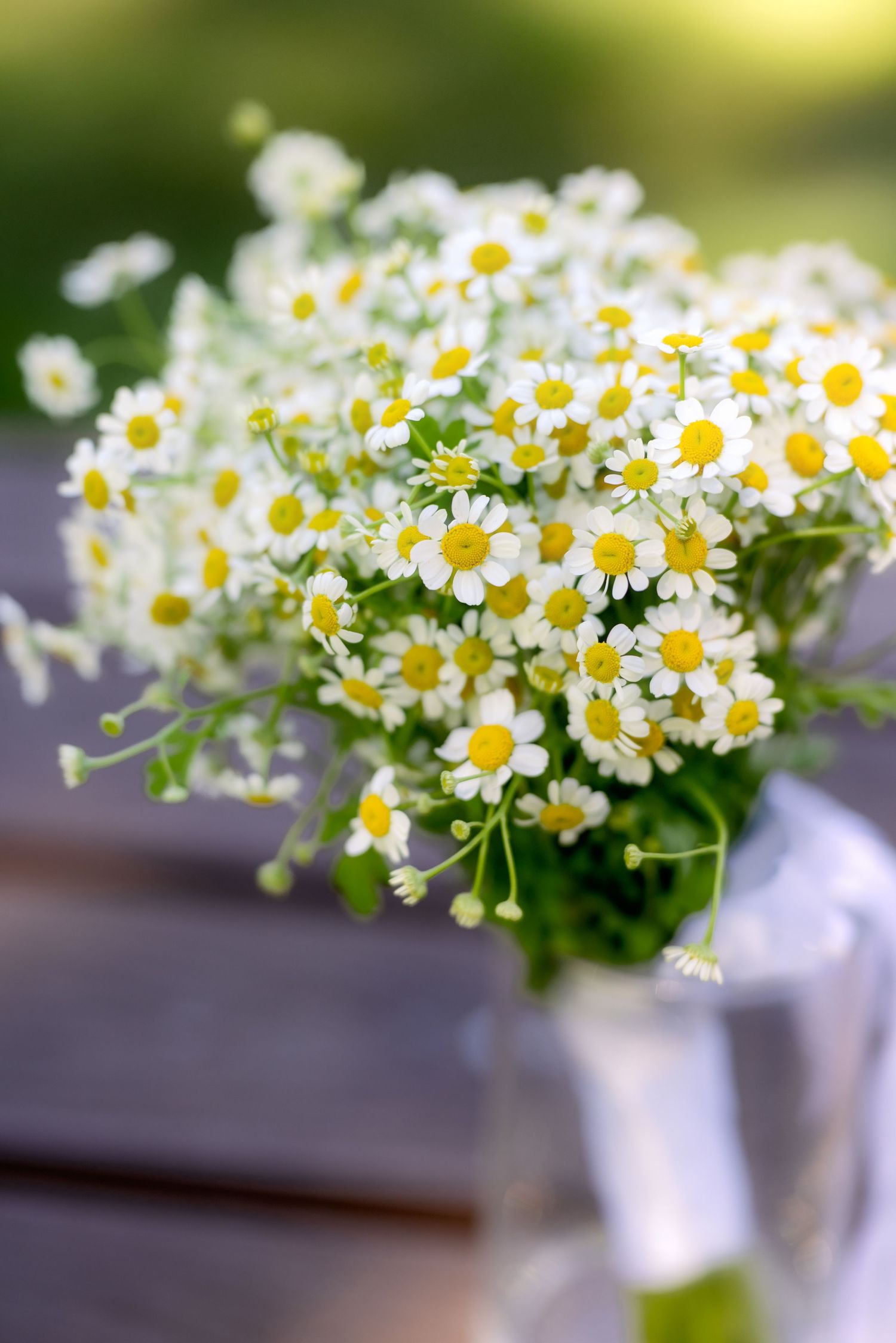 A delicate bouquet of white chamomile daisies with yellow centers arranged in a glass vase on a wooden table.