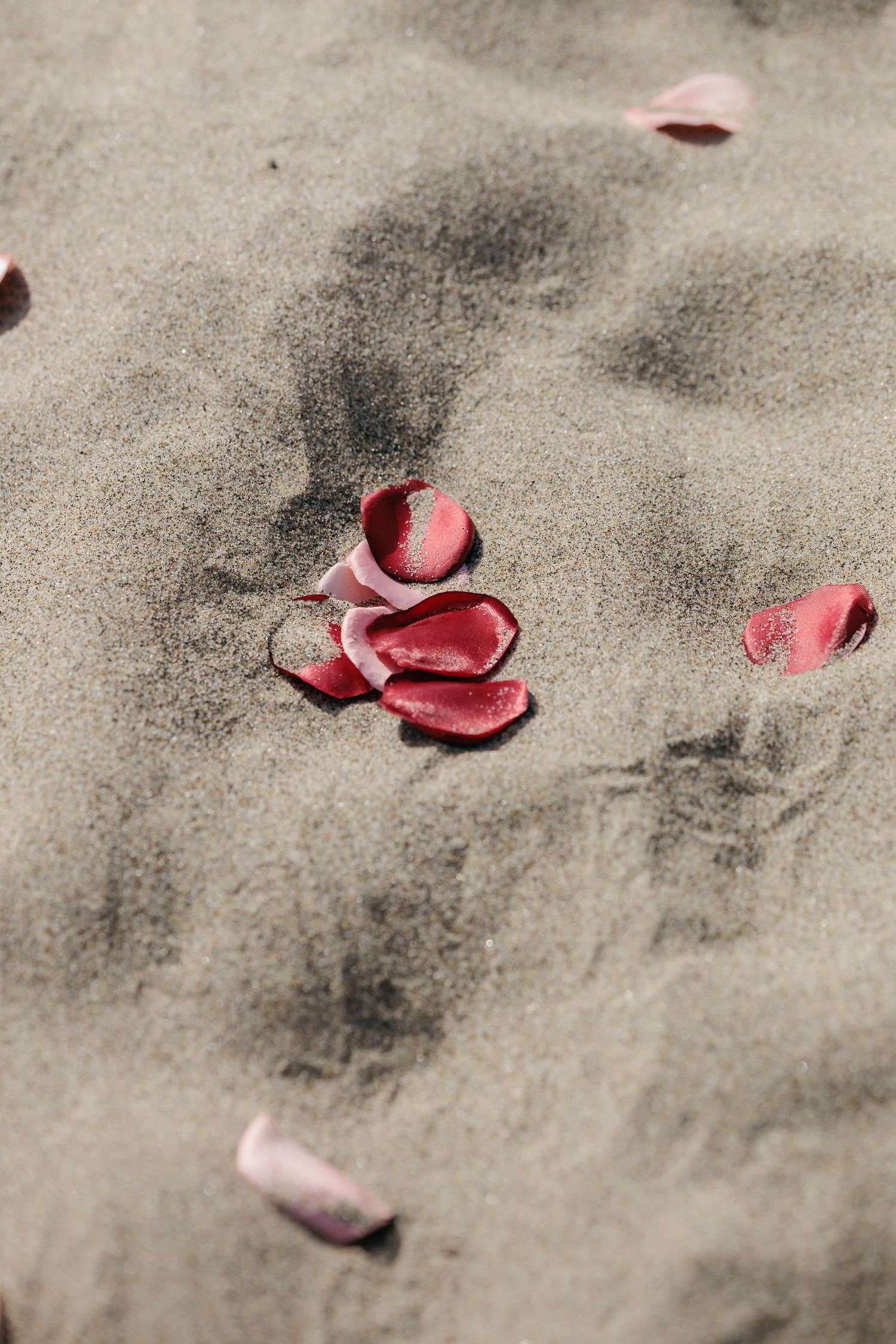 Pink rose petals scattered on grey concrete creating artistic contrast and texture.