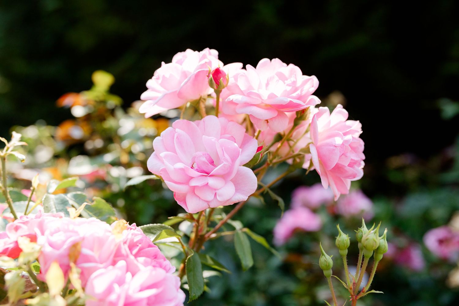 Clusters of soft pink roses in full bloom with green foliage in a sunny garden setting.
