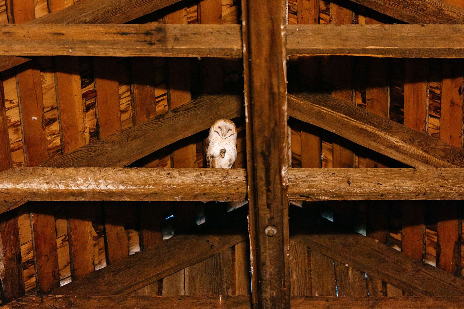 White barn owl perched on rustic wooden barn rafters during wedding venue exploration.