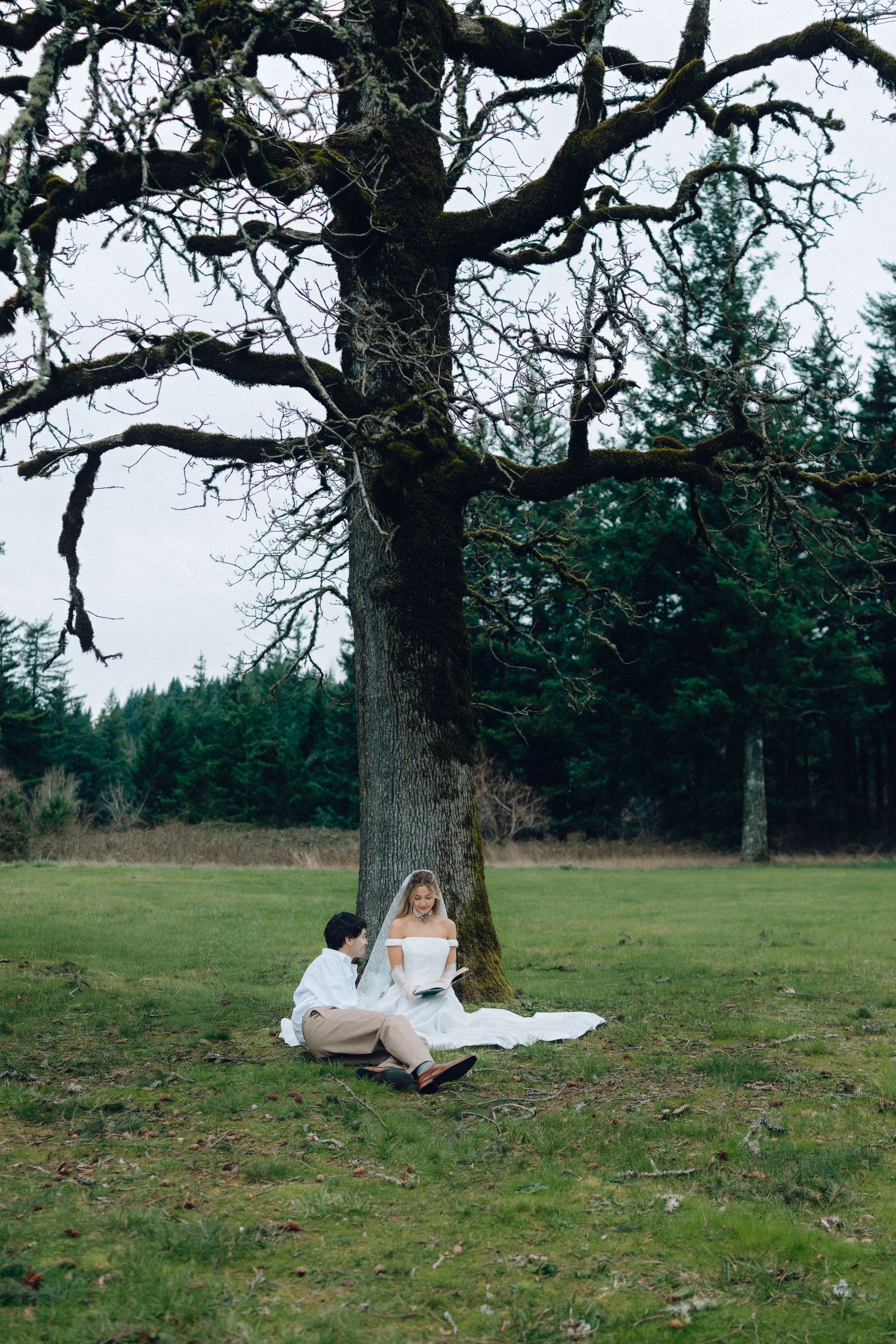 A scenic meadow with a large oak tree and evergreen forest in the background on an overcast day.