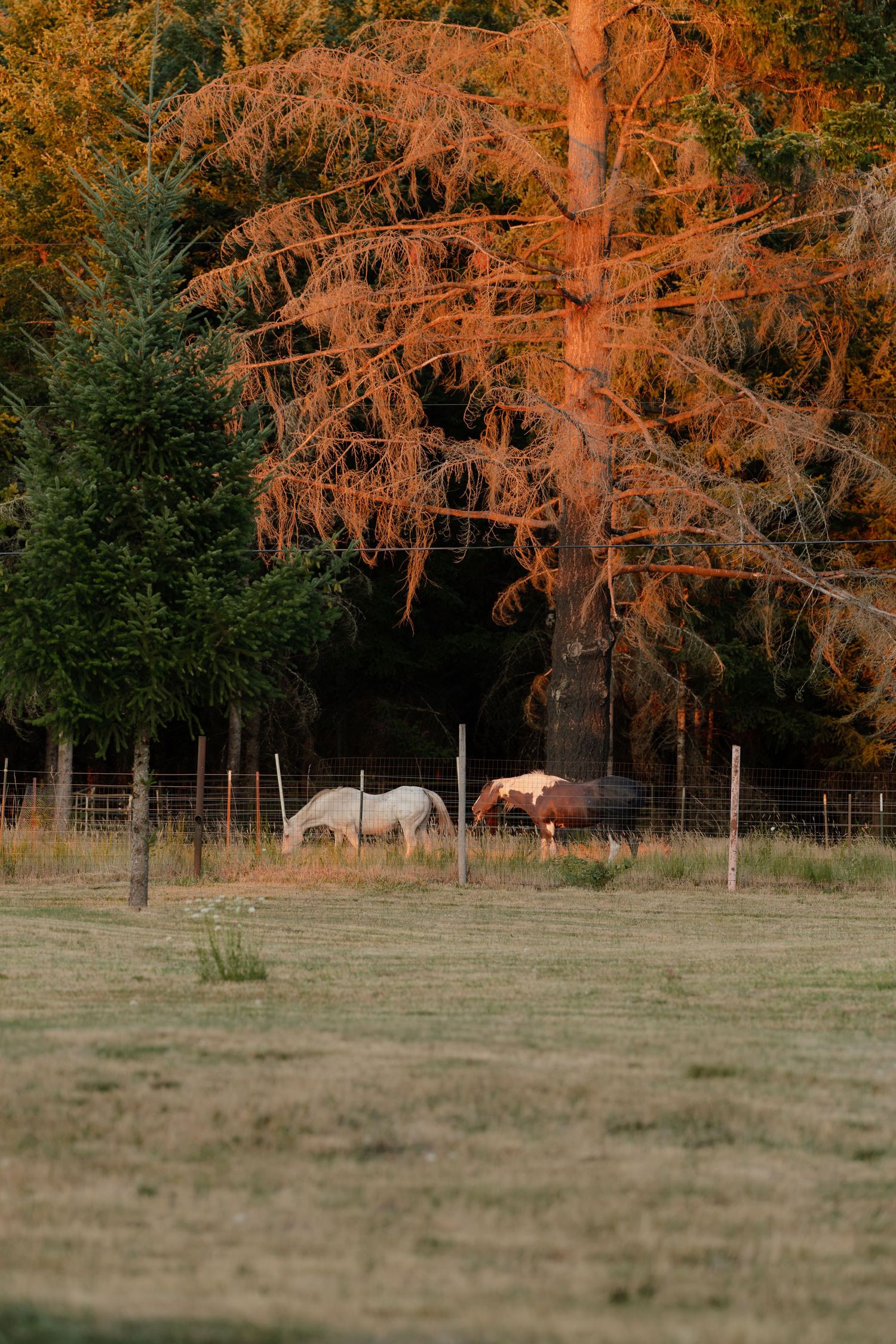 Two horses grazing in a fenced pasture beneath a vibrant orange autumn tree at golden hour.