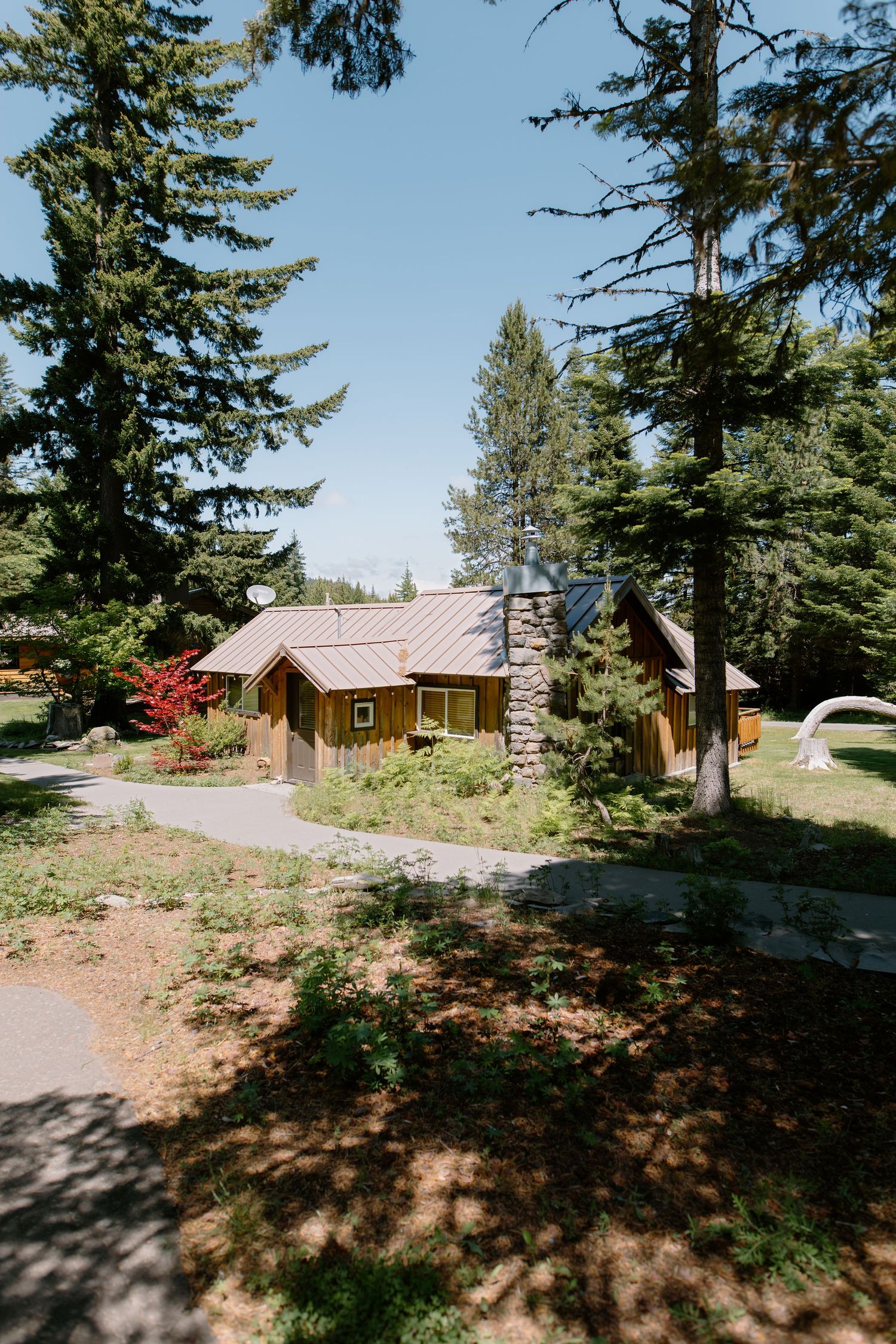 Rustic wooden cabin surrounded by tall pine trees and lush greenery under a clear blue sky.