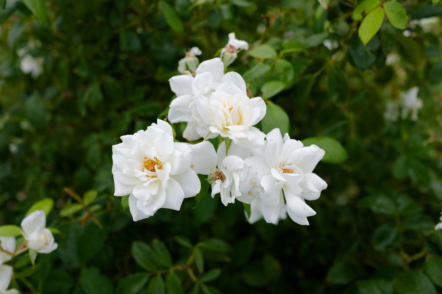 White roses bloom in vibrant clusters against lush green foliage in a garden setting.
