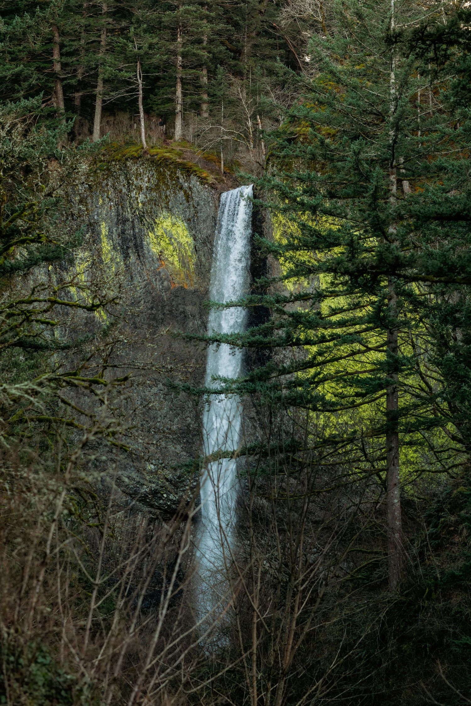 A tall waterfall flows through evergreen forest with sunlight filtering through dense tree branches.