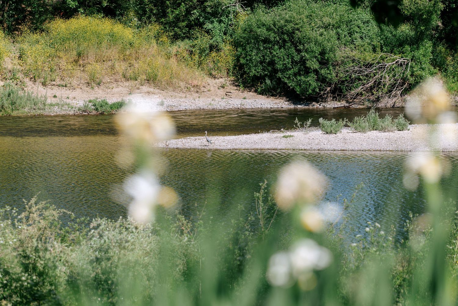 Serene river landscape with white wildflowers in the foreground and lush green vegetation along the banks.
