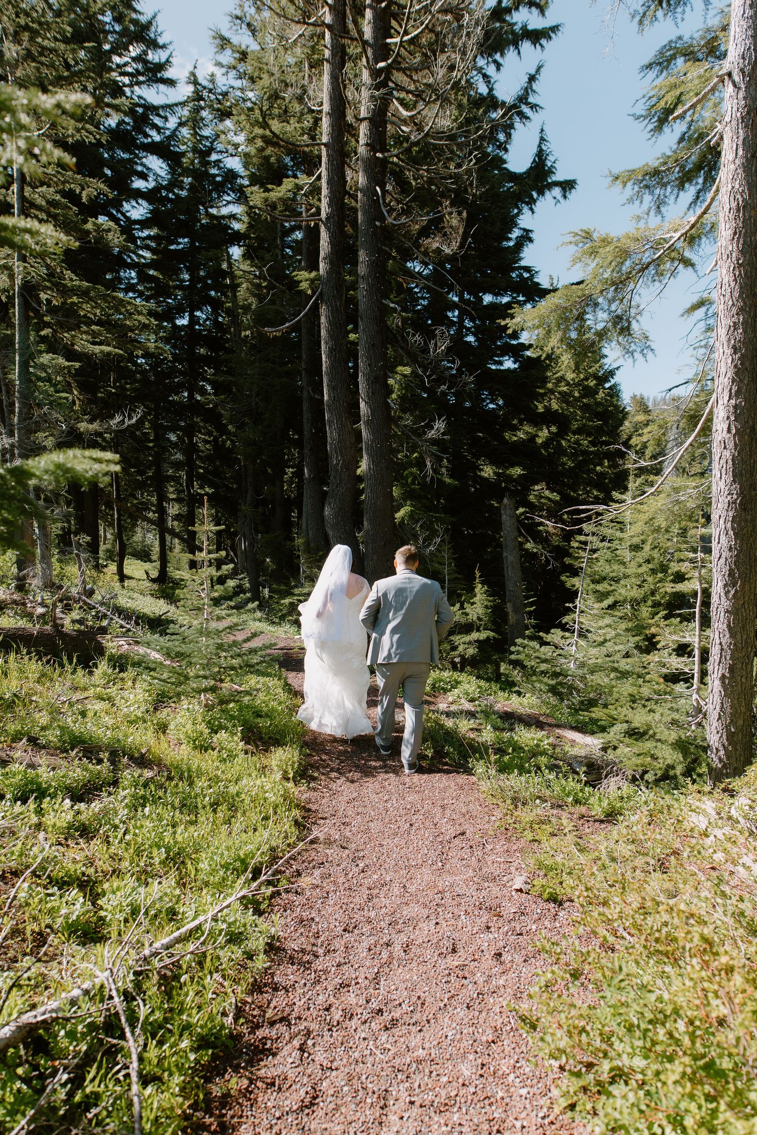 Bride and groom walking hand in hand down a forest trail surrounded by tall evergreen trees.