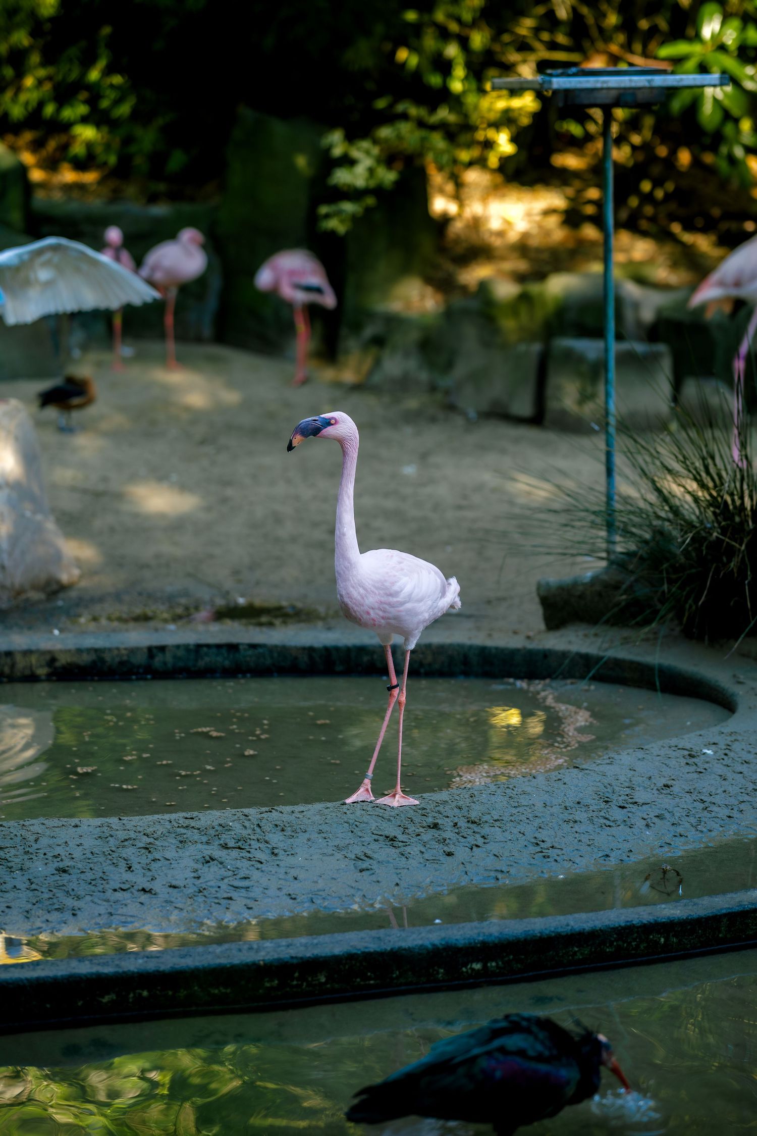 Pink flamingos stand gracefully near the edge of a pond in a landscaped garden setting.