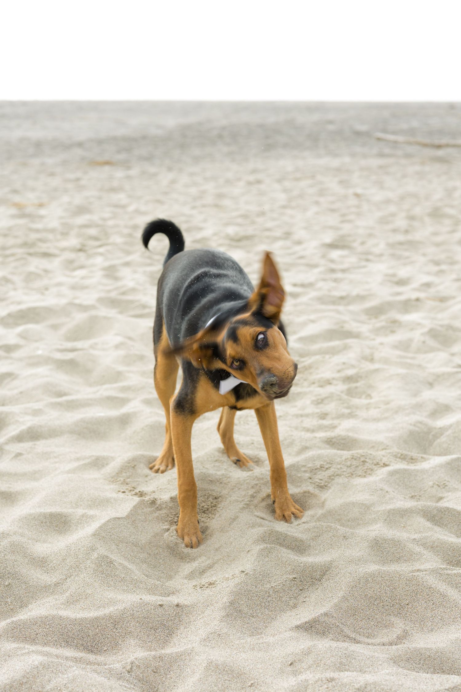A German Shepherd mix dog playing on sandy beach with curled tail and alert expression.