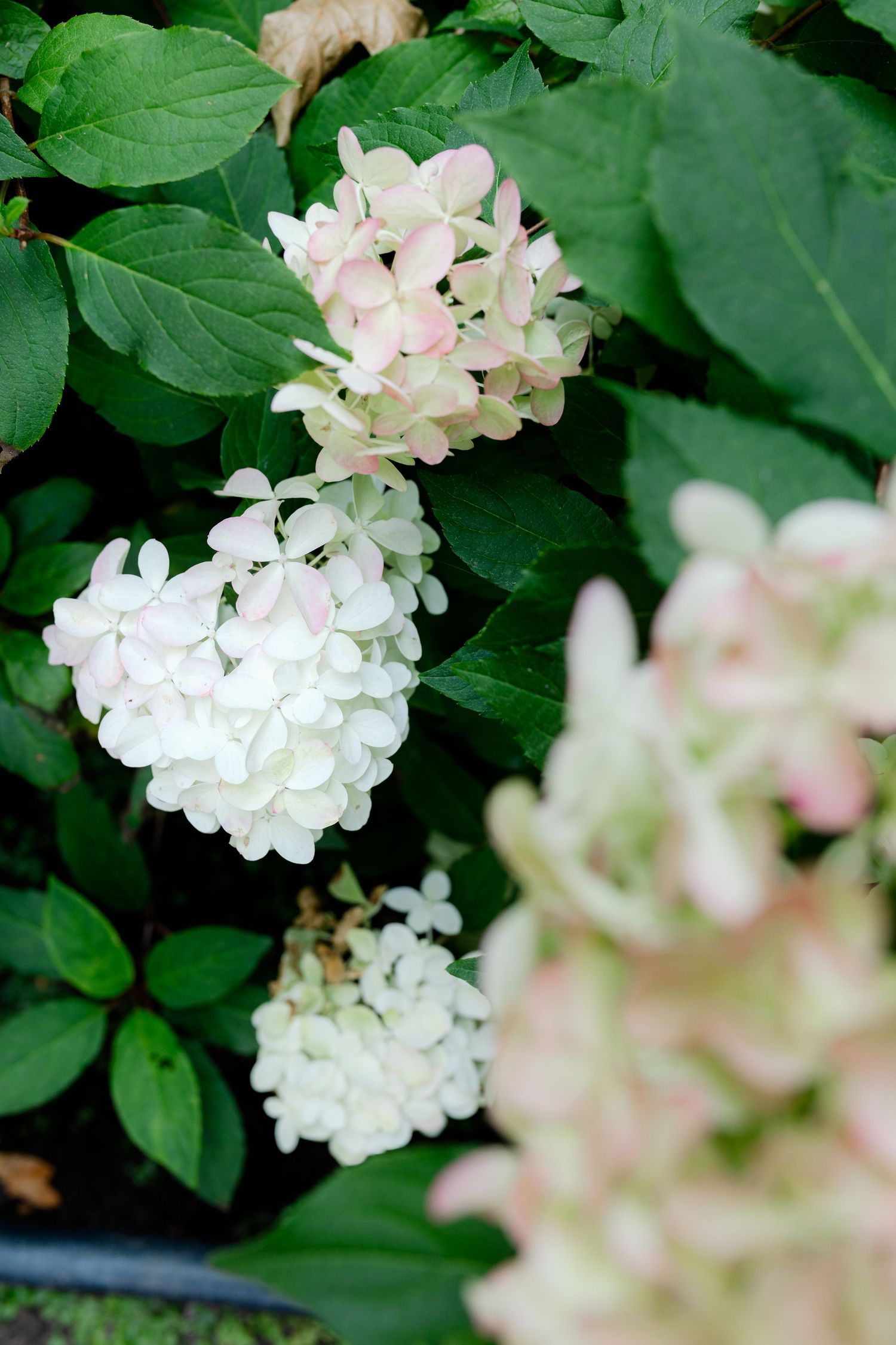 White and pink hydrangea blooms cluster among lush green leaves in a garden setting.