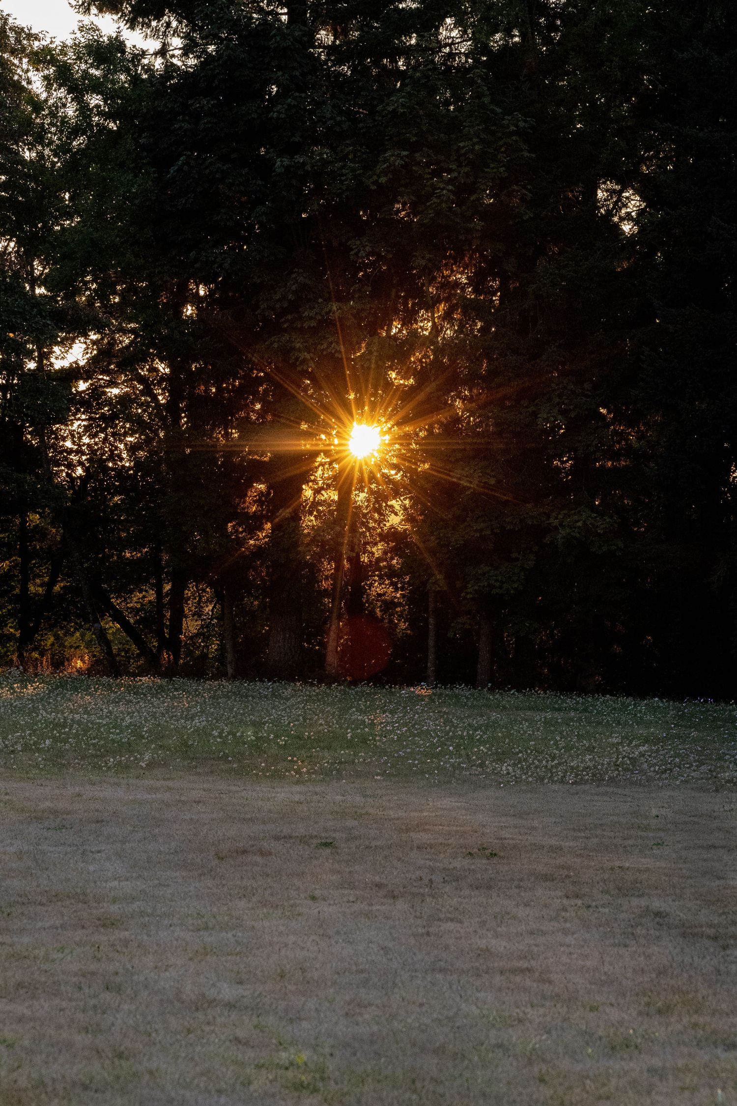 Golden sunburst peeks through silhouetted trees at sunset over a grassy meadow in autumn.