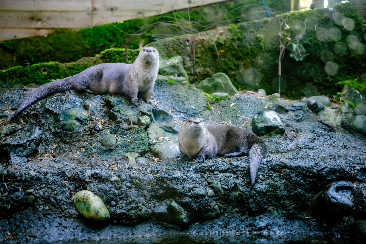 Sea lion lounges on rocky shore near water's edge at zoo enclosure.
