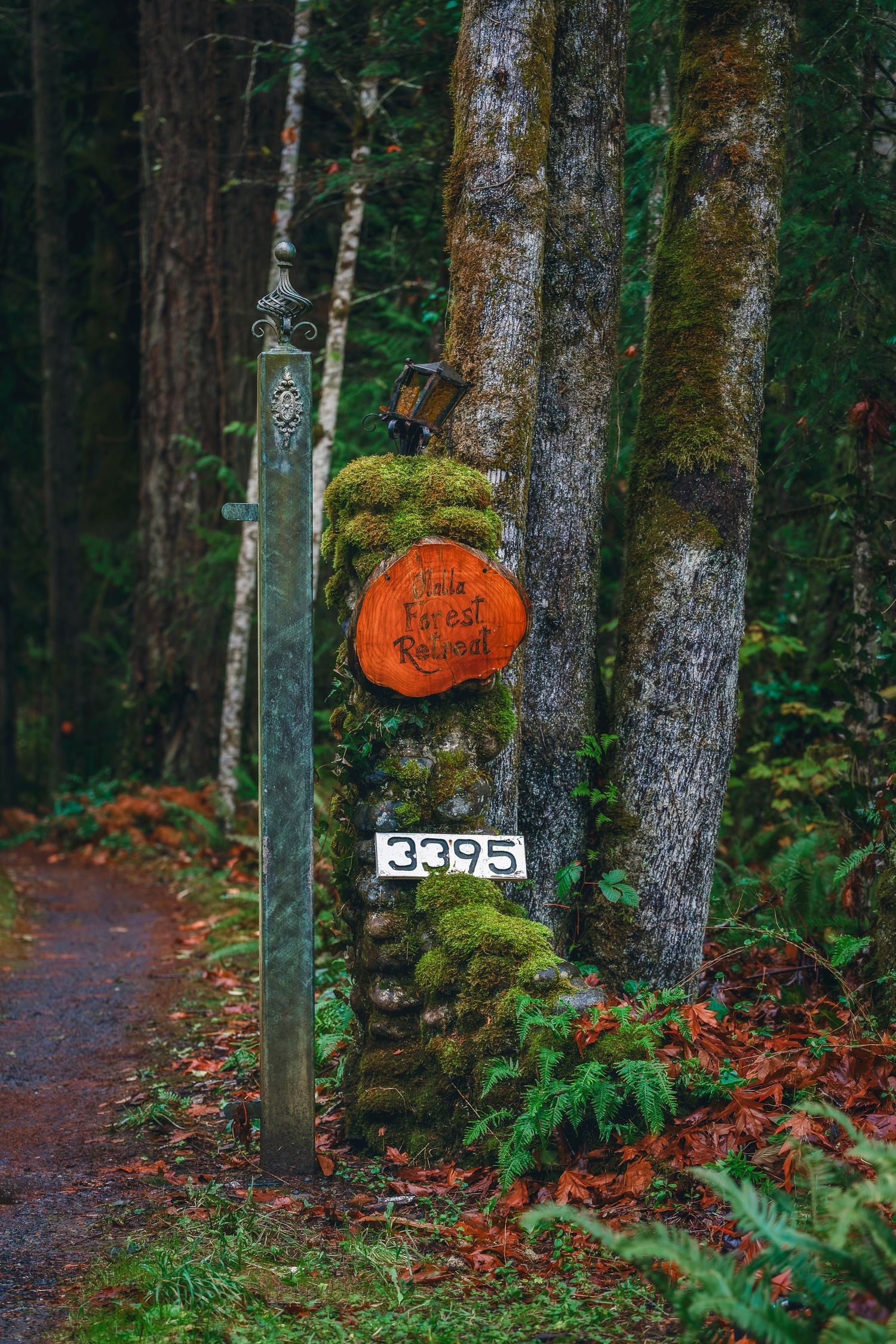 A forest trail with mossy trees and orange mushrooms growing along the path.