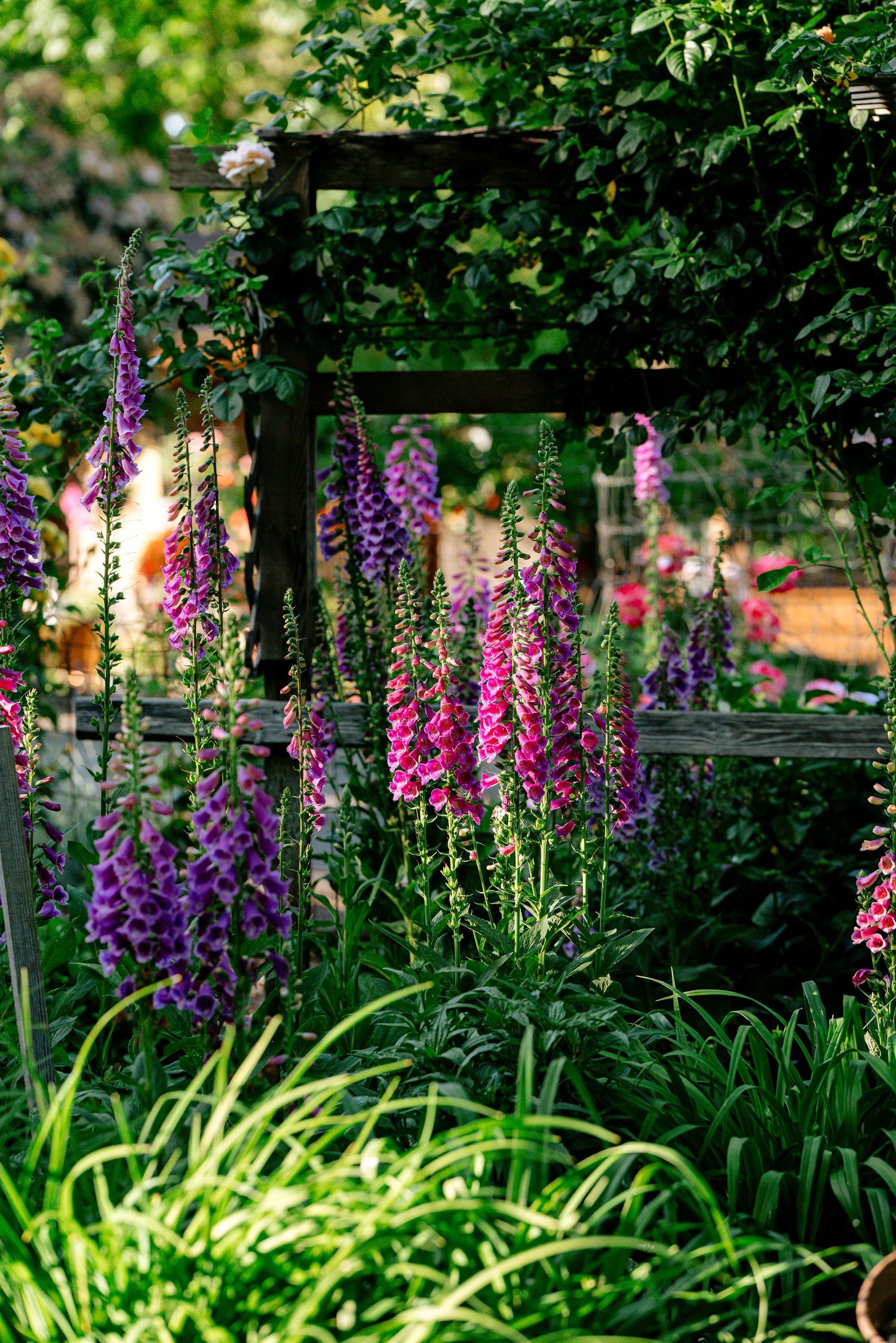Tall purple and pink foxglove flowers bloom beside rustic wooden arbor in lush garden setting.
