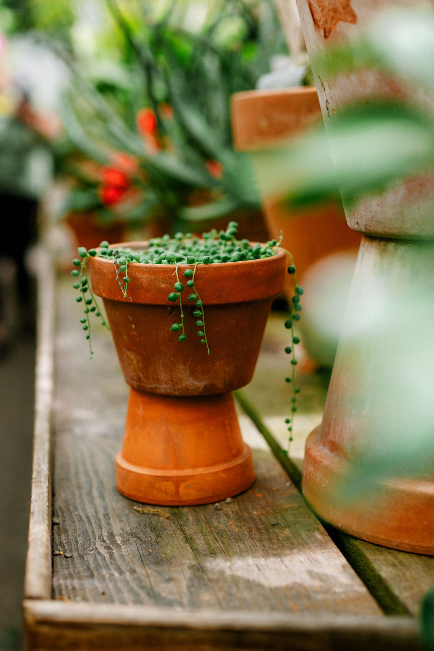 A string of pearls succulent plant in a terracotta pot on a wooden shelf surrounded by other plants.