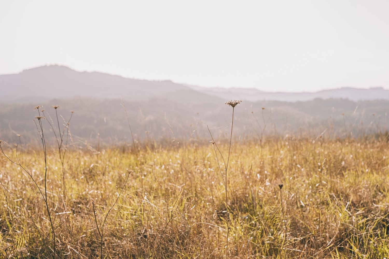 Golden dry grass field with mountains and hazy hills in the distance under an overcast sky.