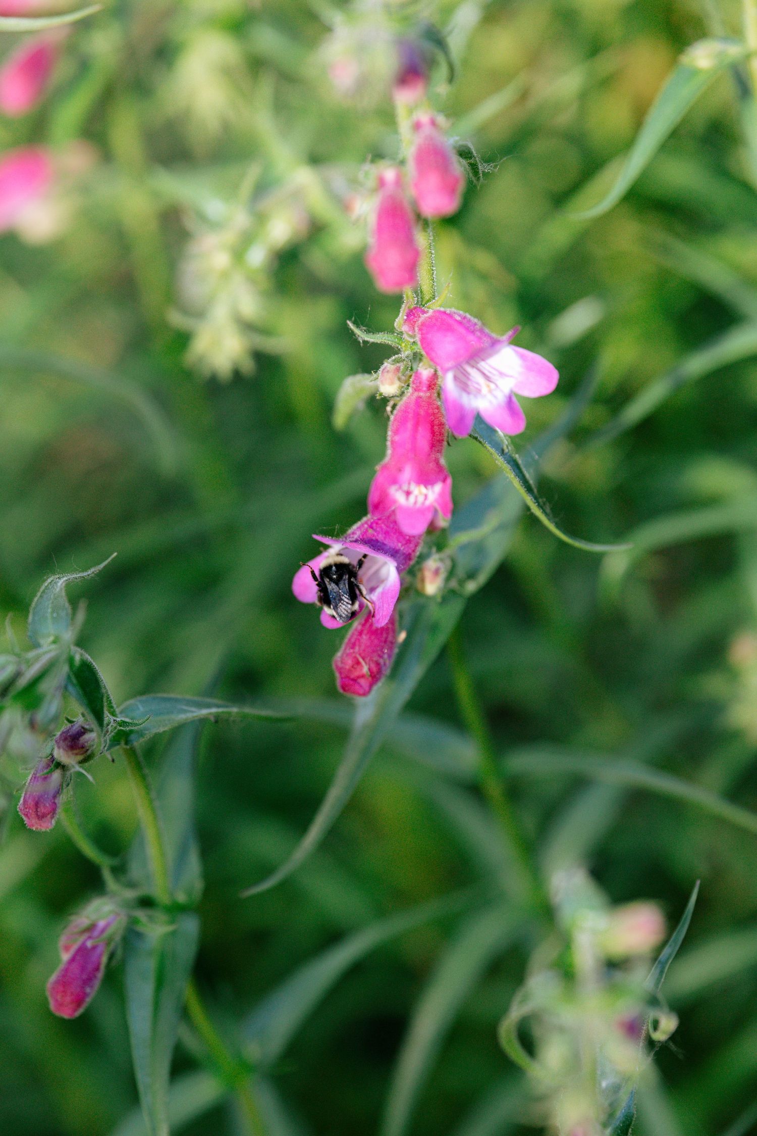 Bumblebee pollinating vibrant pink wildflowers with green stems in a lush garden setting.