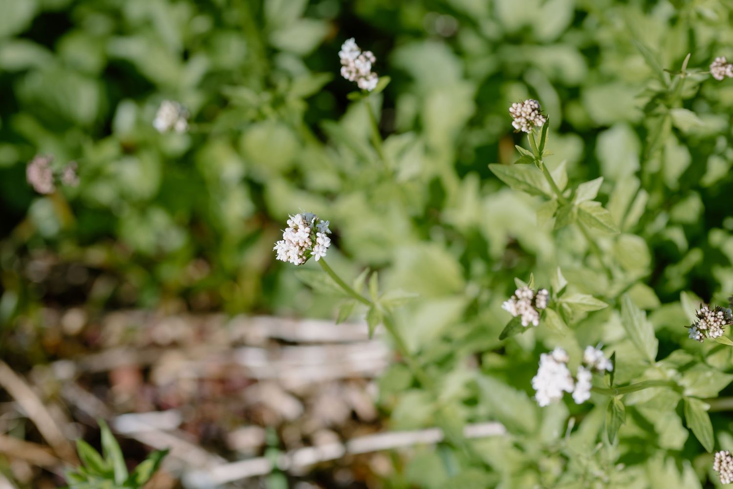 Close-up of delicate small white wildflowers blooming among green foliage in a natural outdoor setting.