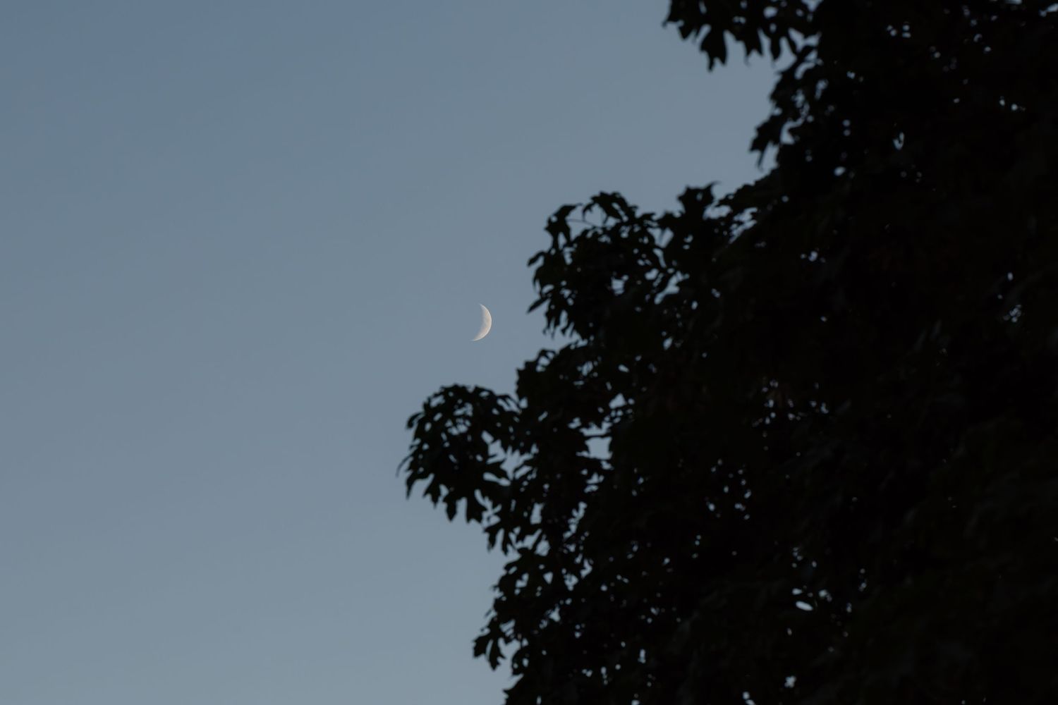 Crescent moon visible in twilight sky beside silhouetted tree branches.