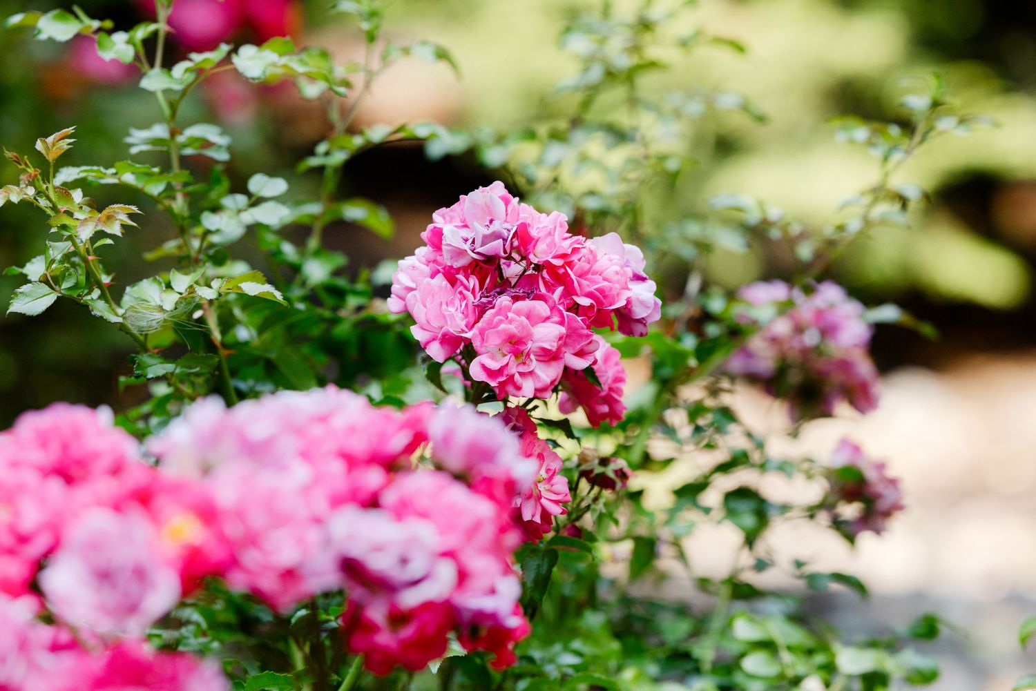 Vibrant pink roses blooming on lush green bushes in a sunlit garden setting.
