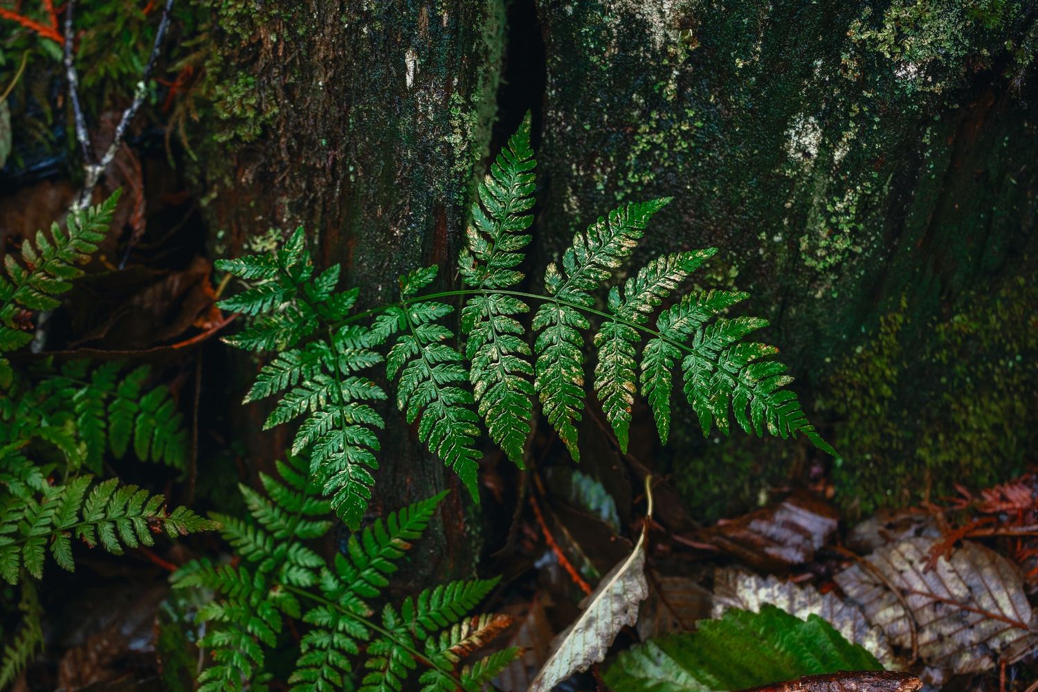 Lush green ferns and foliage grow along a forest path in dappled sunlight.