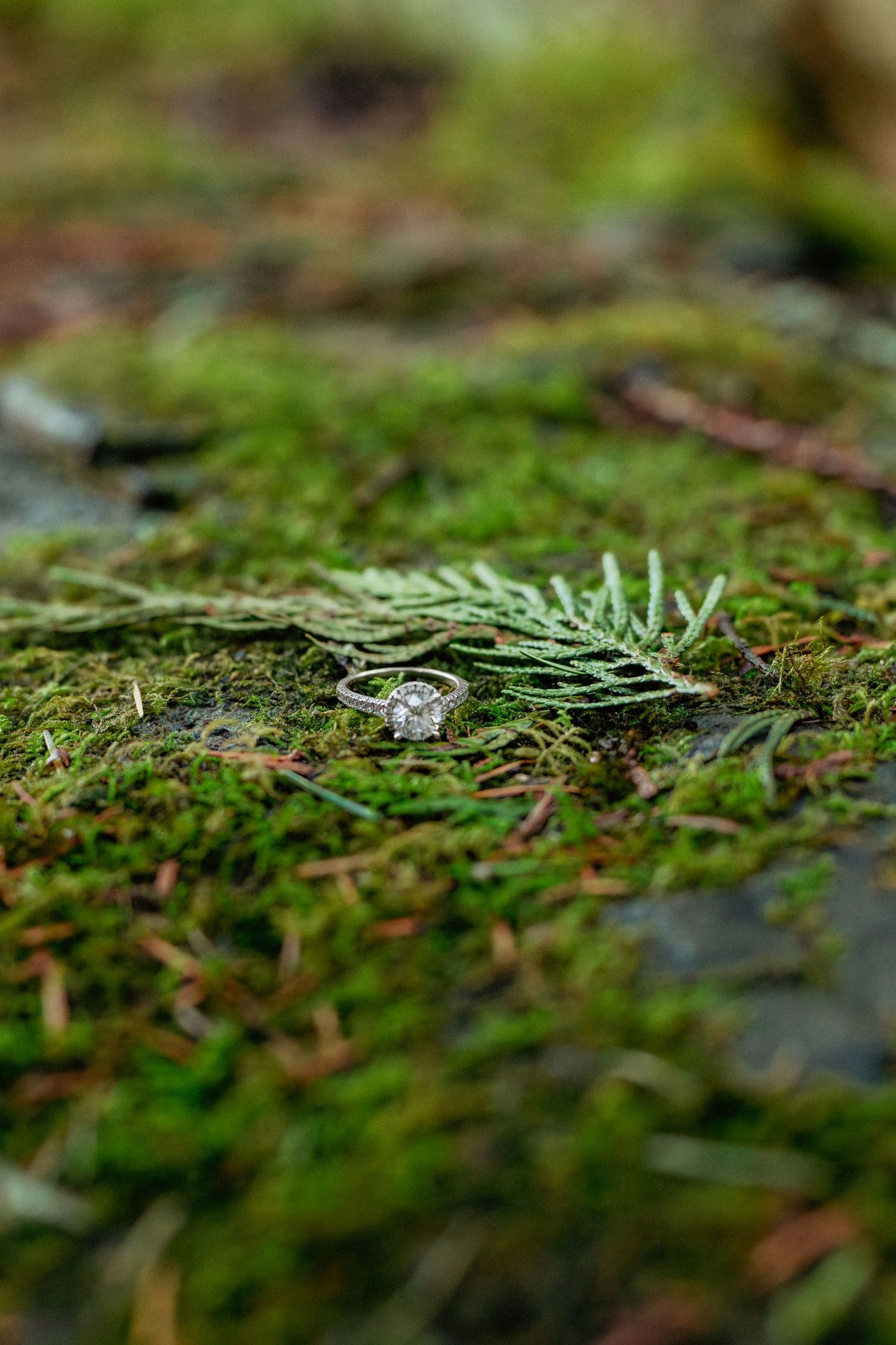 A sparkling diamond engagement ring nestled in green moss creates a magical nature-inspired setting.