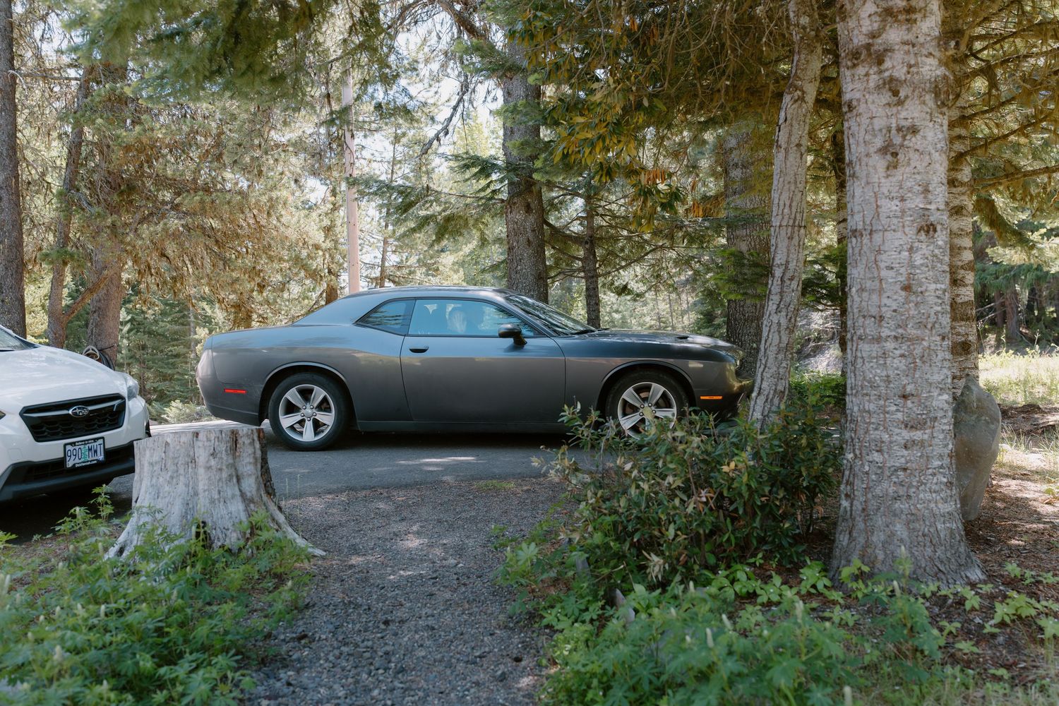 Gray Dodge Challenger muscle car parked among tall pine trees on a gravel path in a forest.
