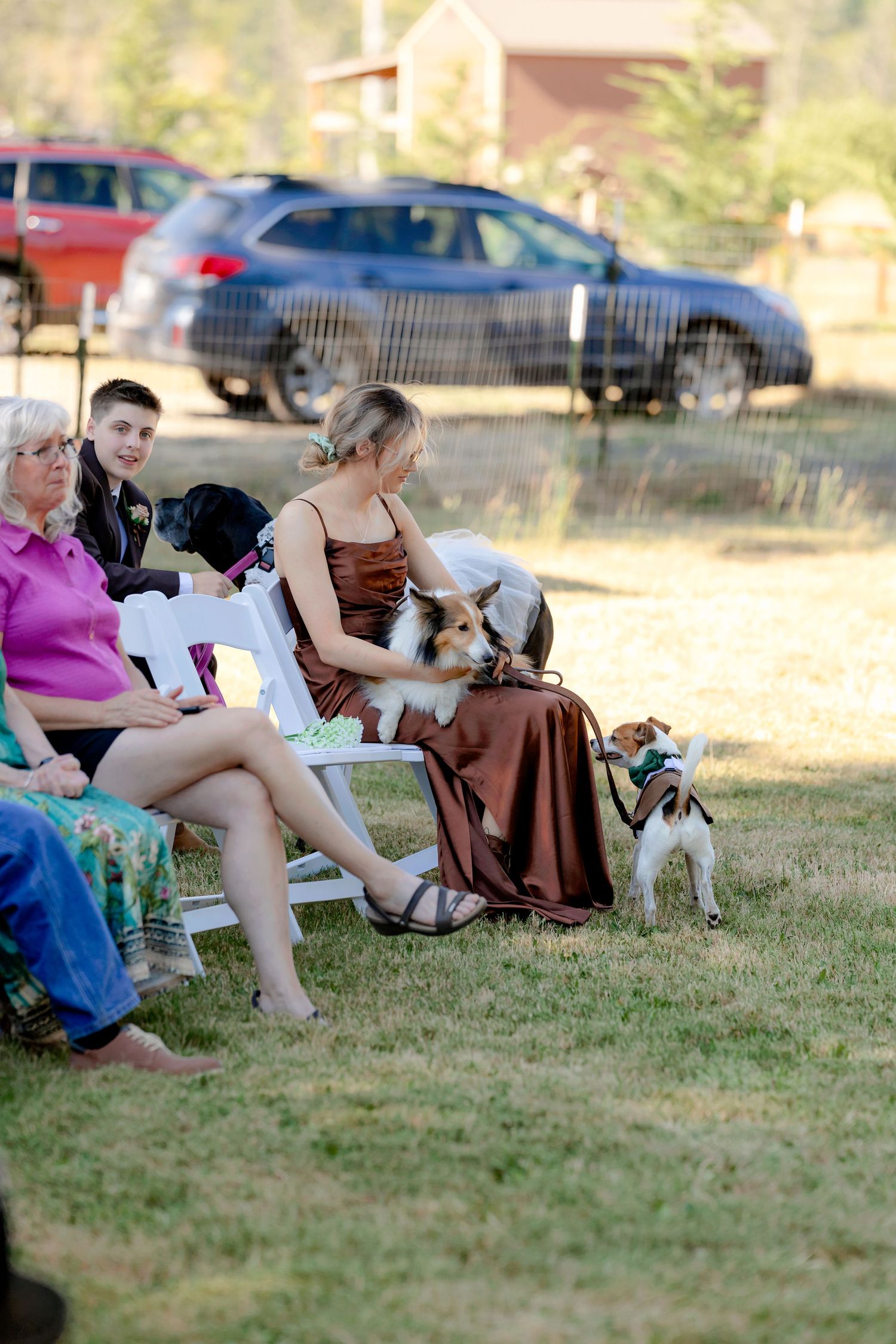 Bridesmaid in brown dress holding dogs while seated at an outdoor wedding ceremony on white chairs.
