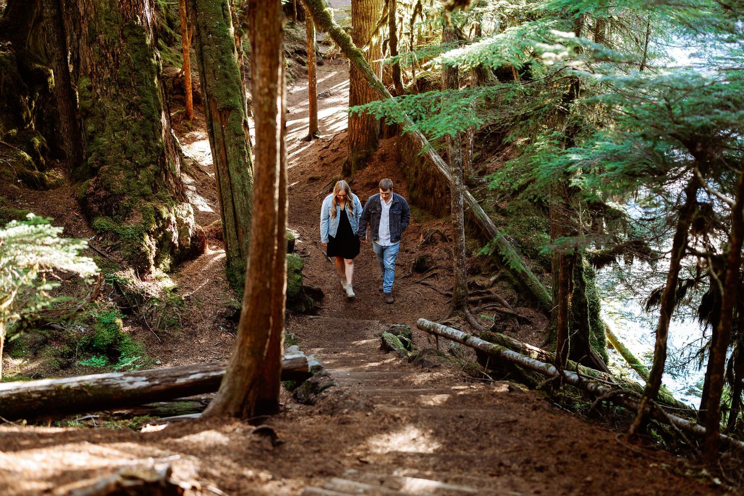 Scenic hiking trail winding through towering redwood trees in a lush forest with dappled sunlight filtering through.